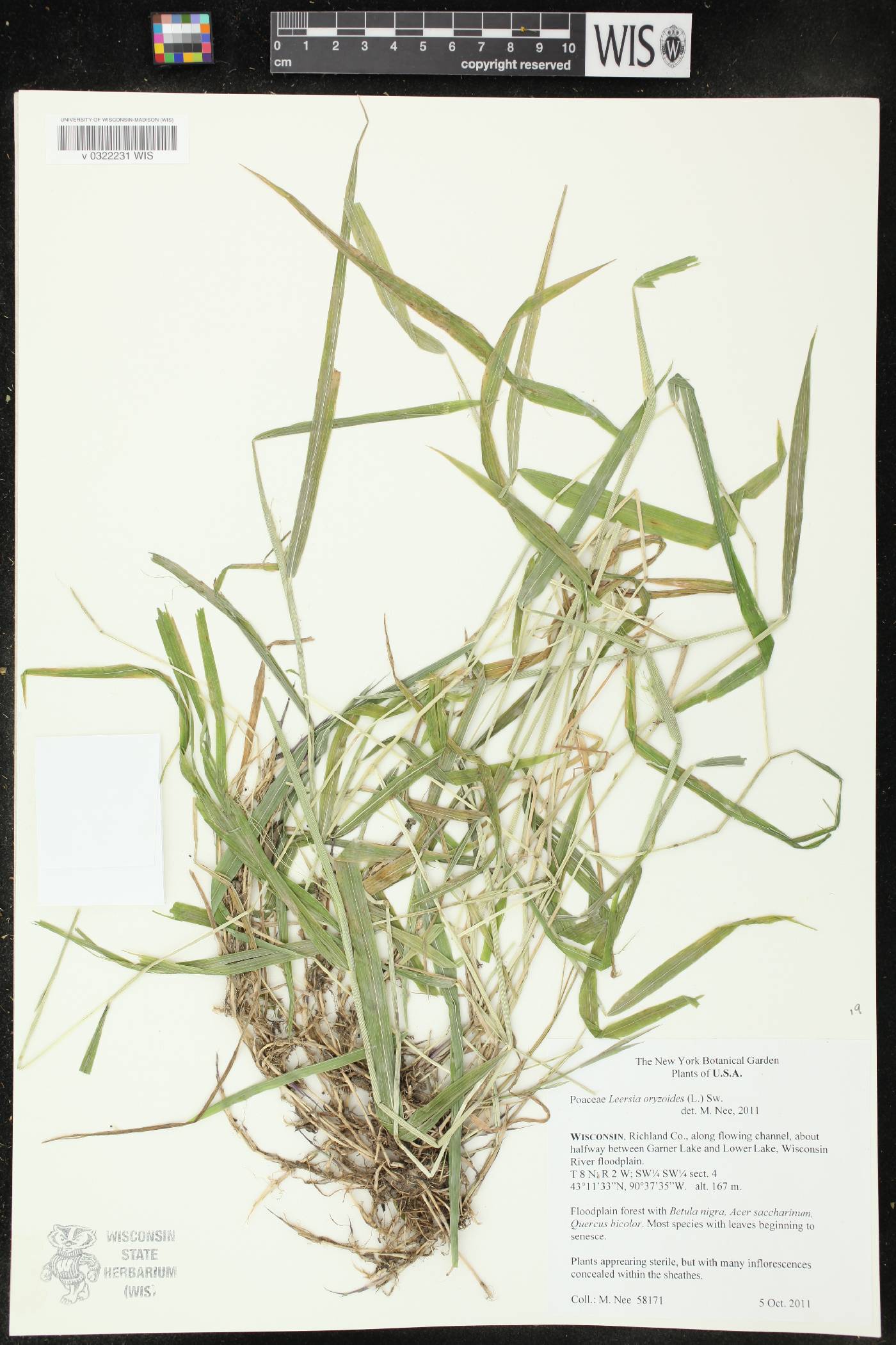 Leersia oryzoides image