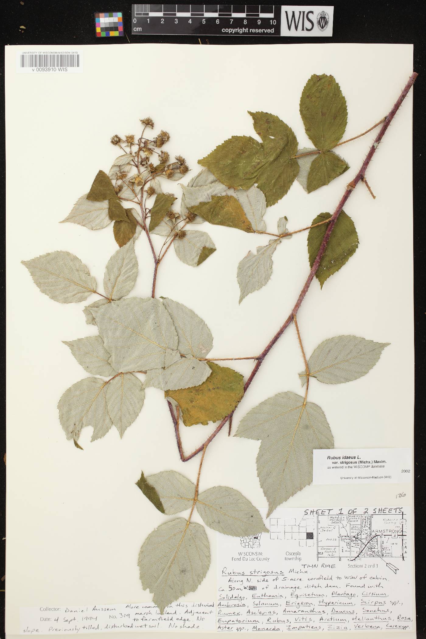 Rubus idaeus subsp. strigosus image