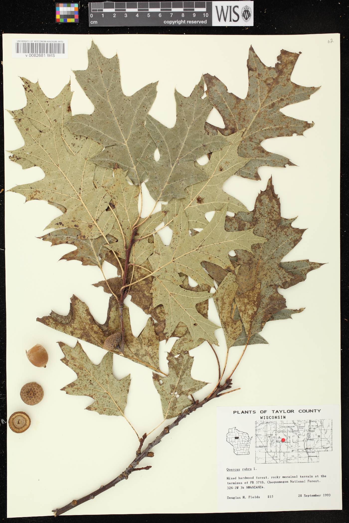 Quercus rubra image