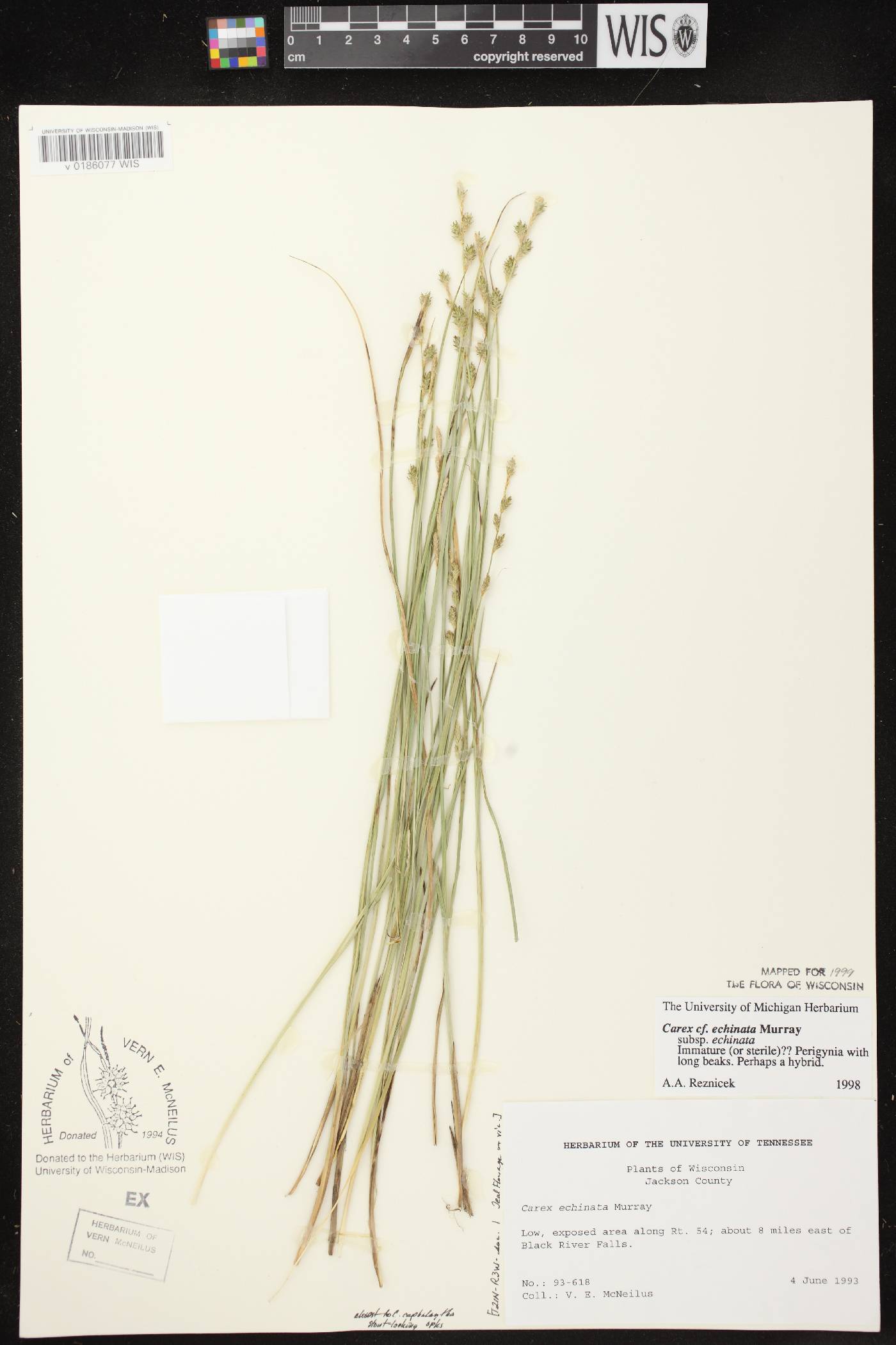 Carex echinata image