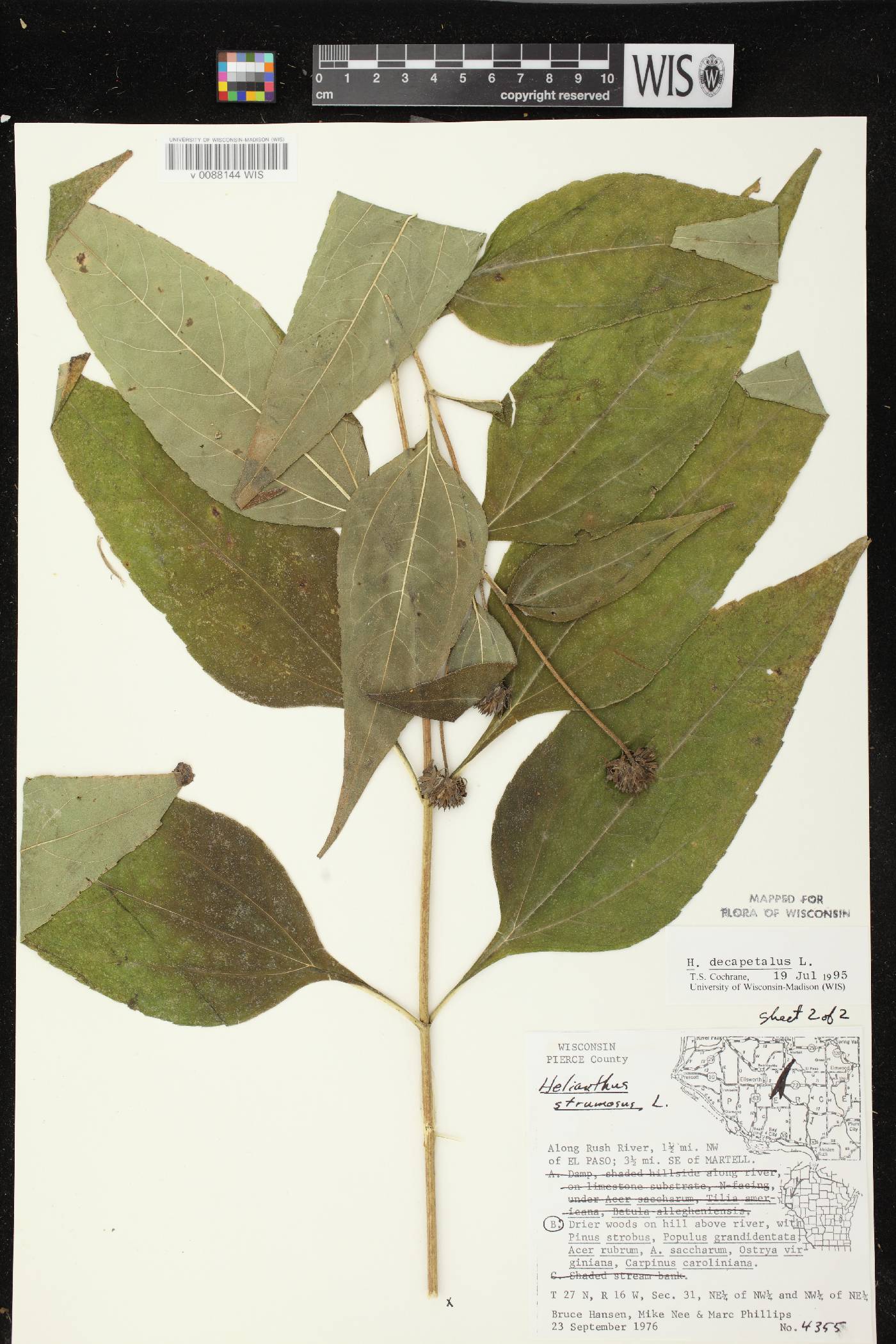 Helianthus decapetalus image