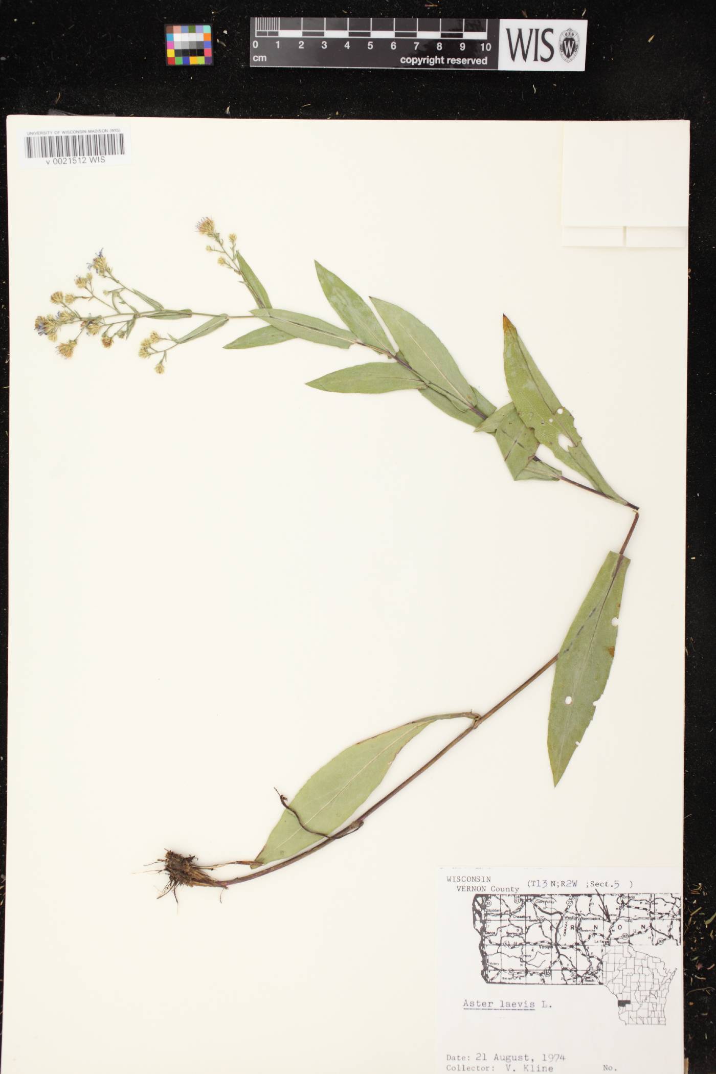 Symphyotrichum laeve image