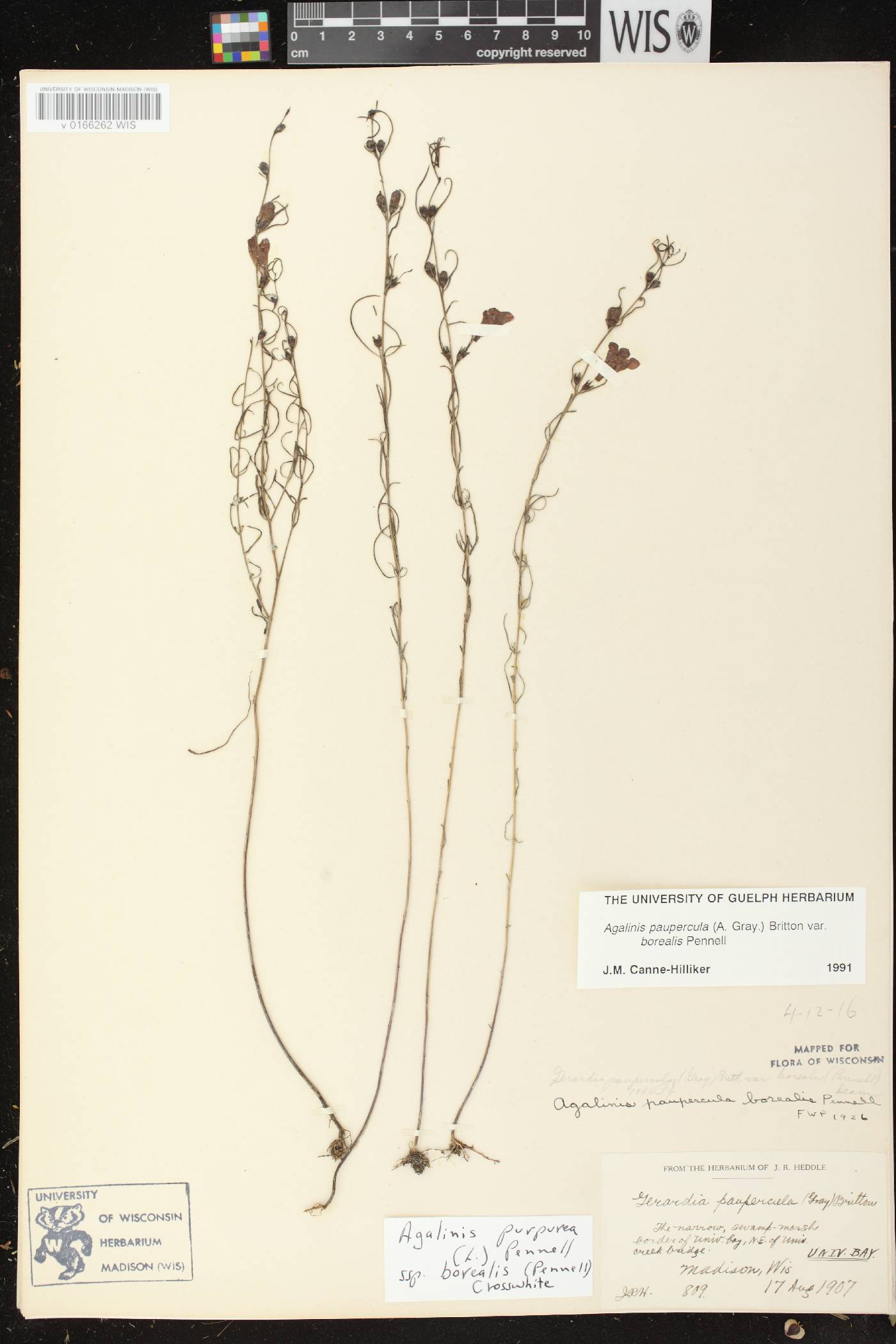 Agalinis paupercula var. borealis image