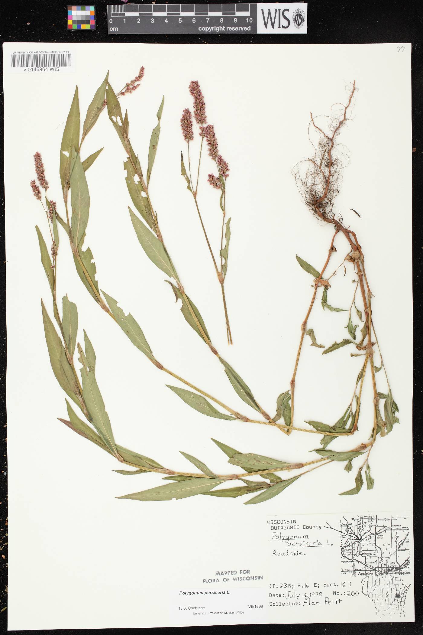 Persicaria maculosa image