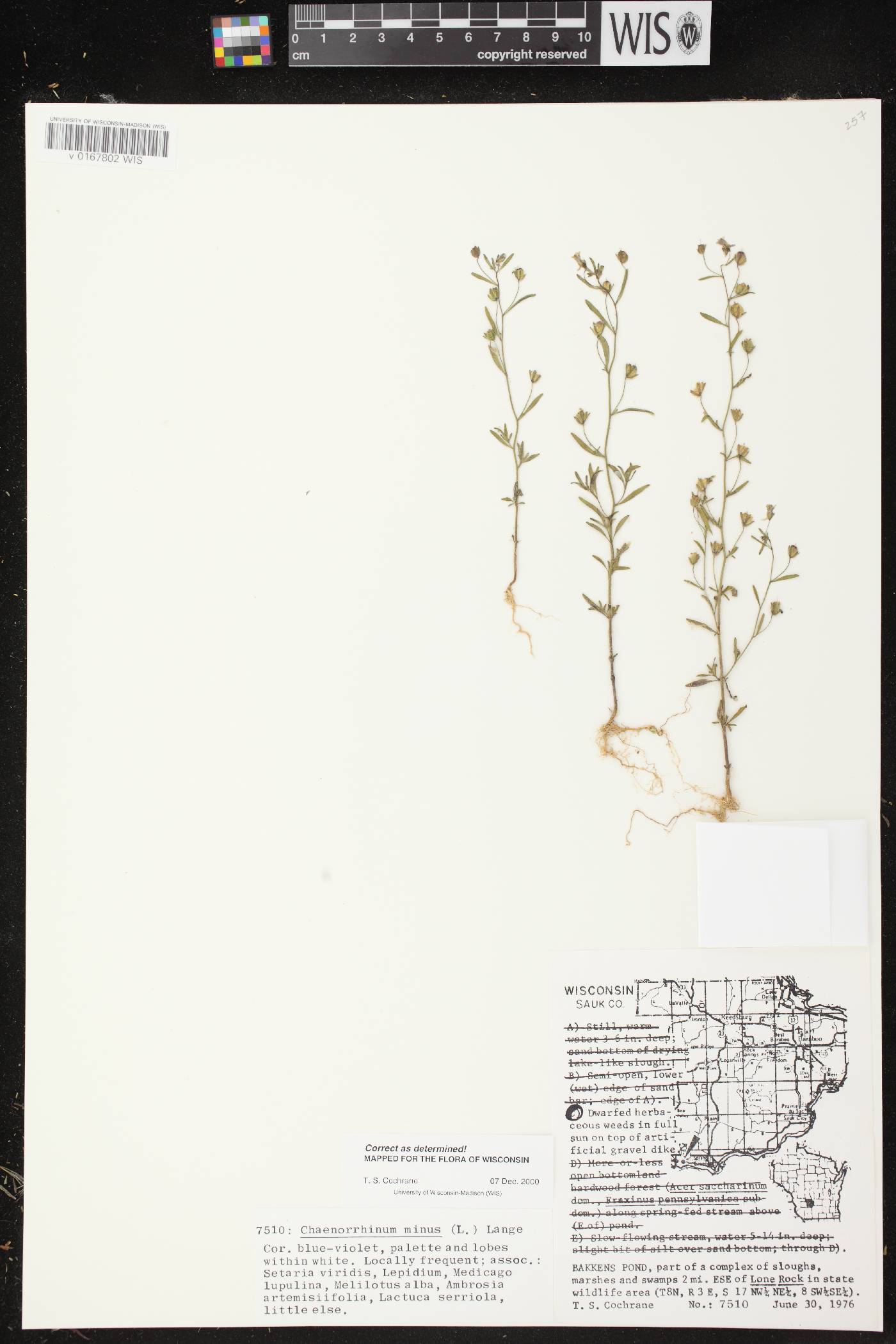 Chaenorhinum minus image