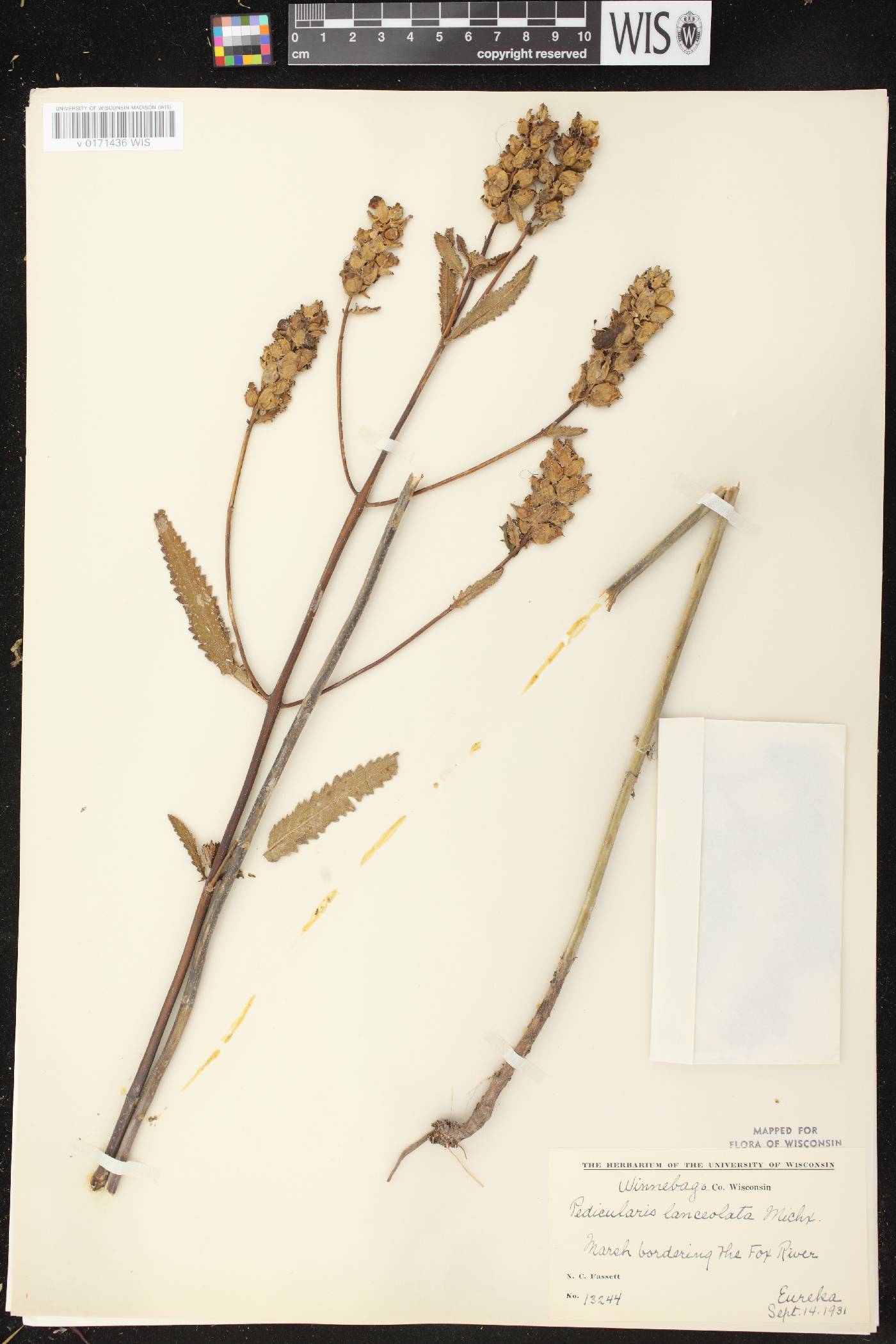 Pedicularis lanceolata image