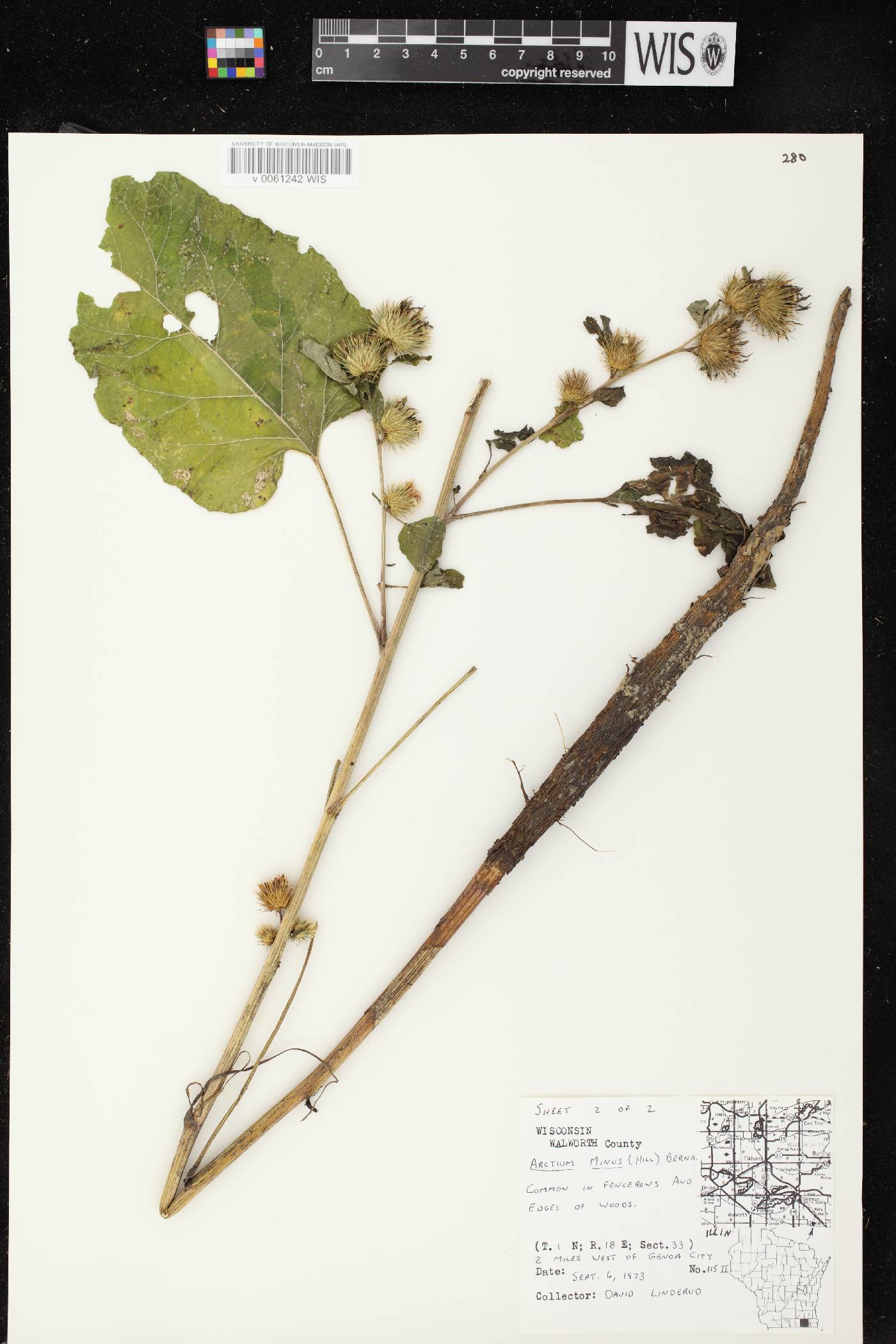 Arctium minus image