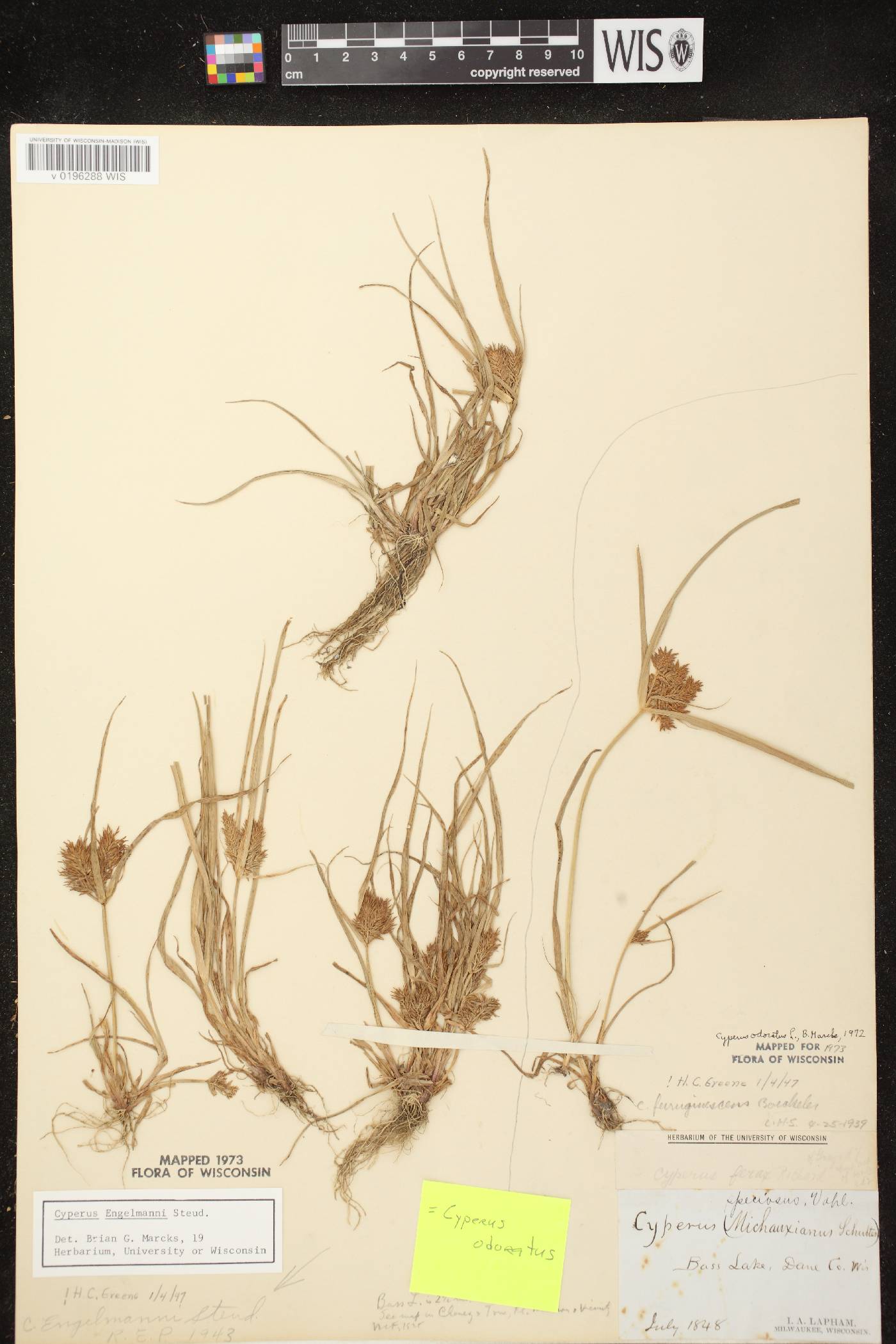 Cyperus odoratus image