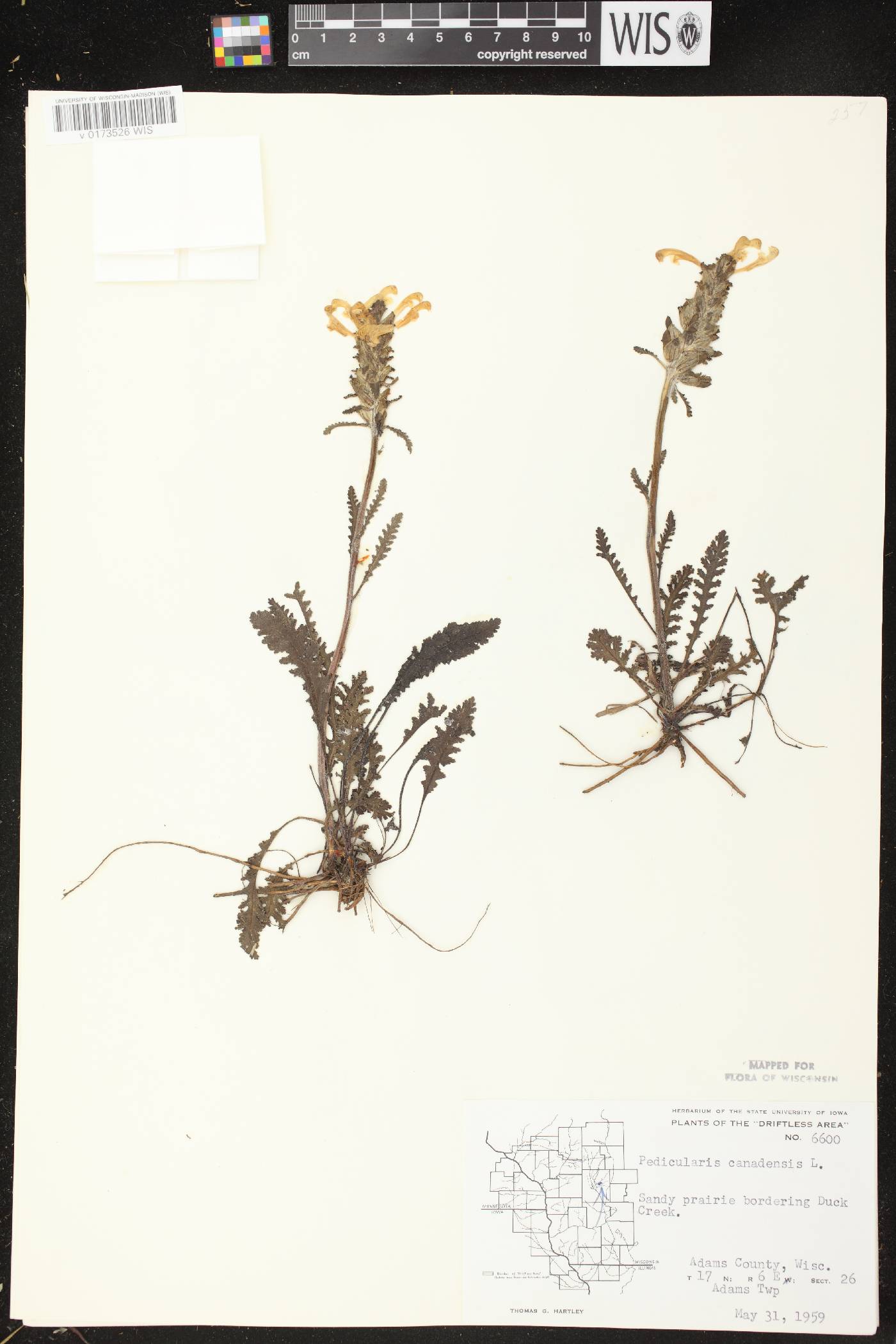 Pedicularis canadensis subsp. canadensis image