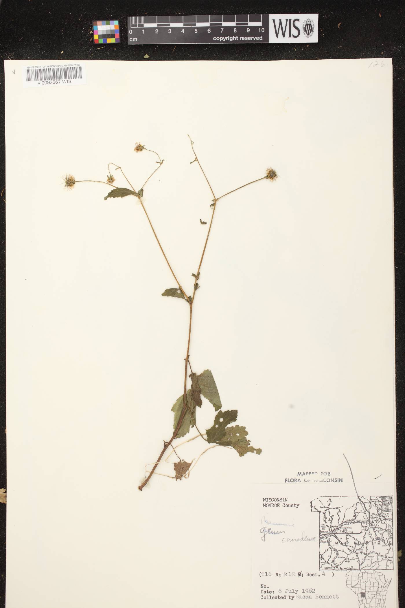 Geum canadense image