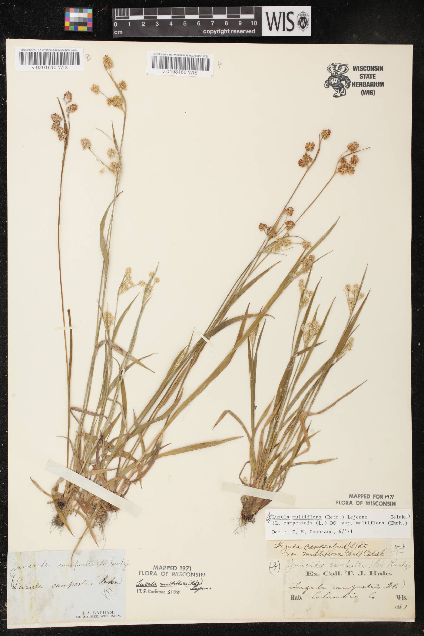 Luzula multiflora image