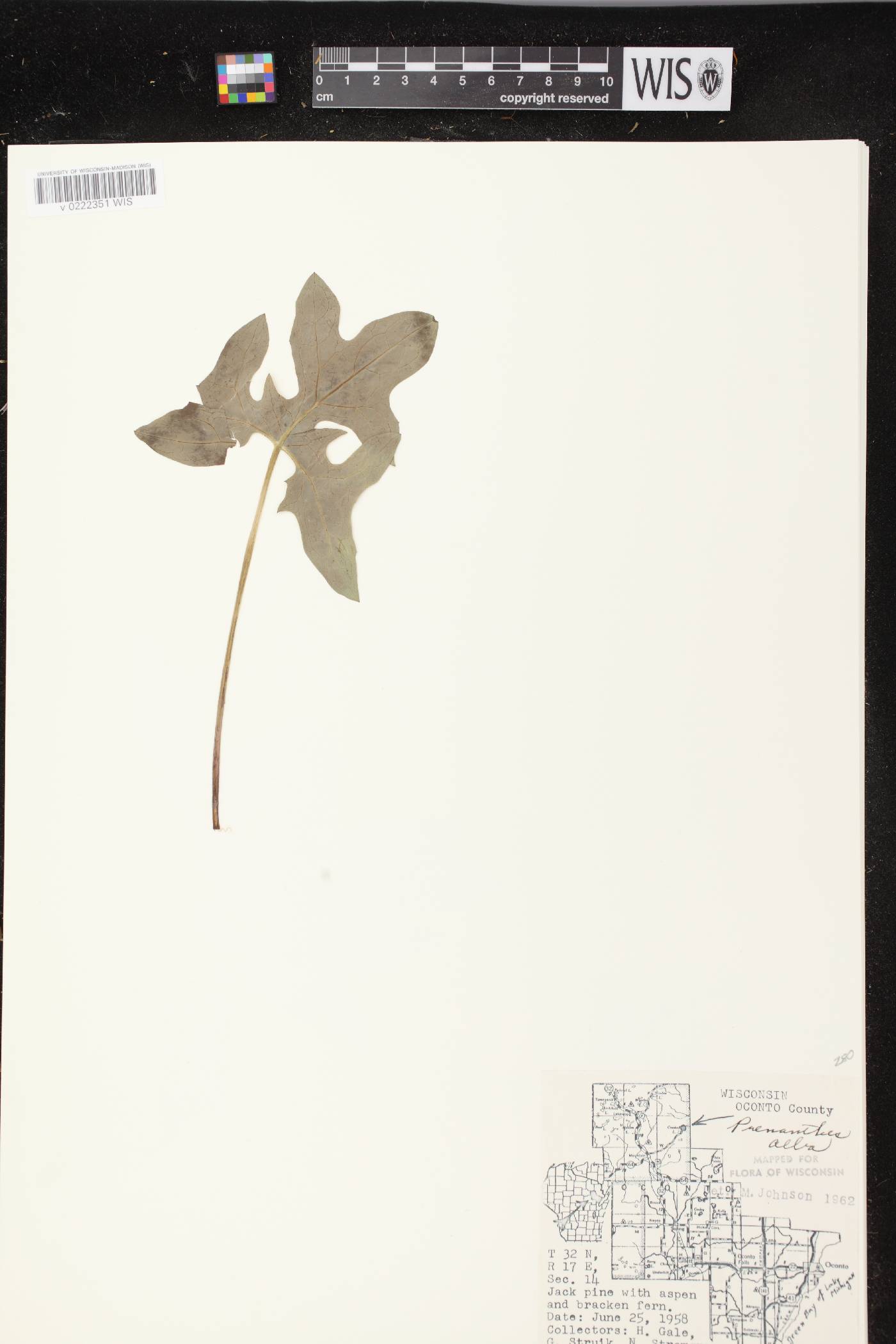 Prenanthes alba image