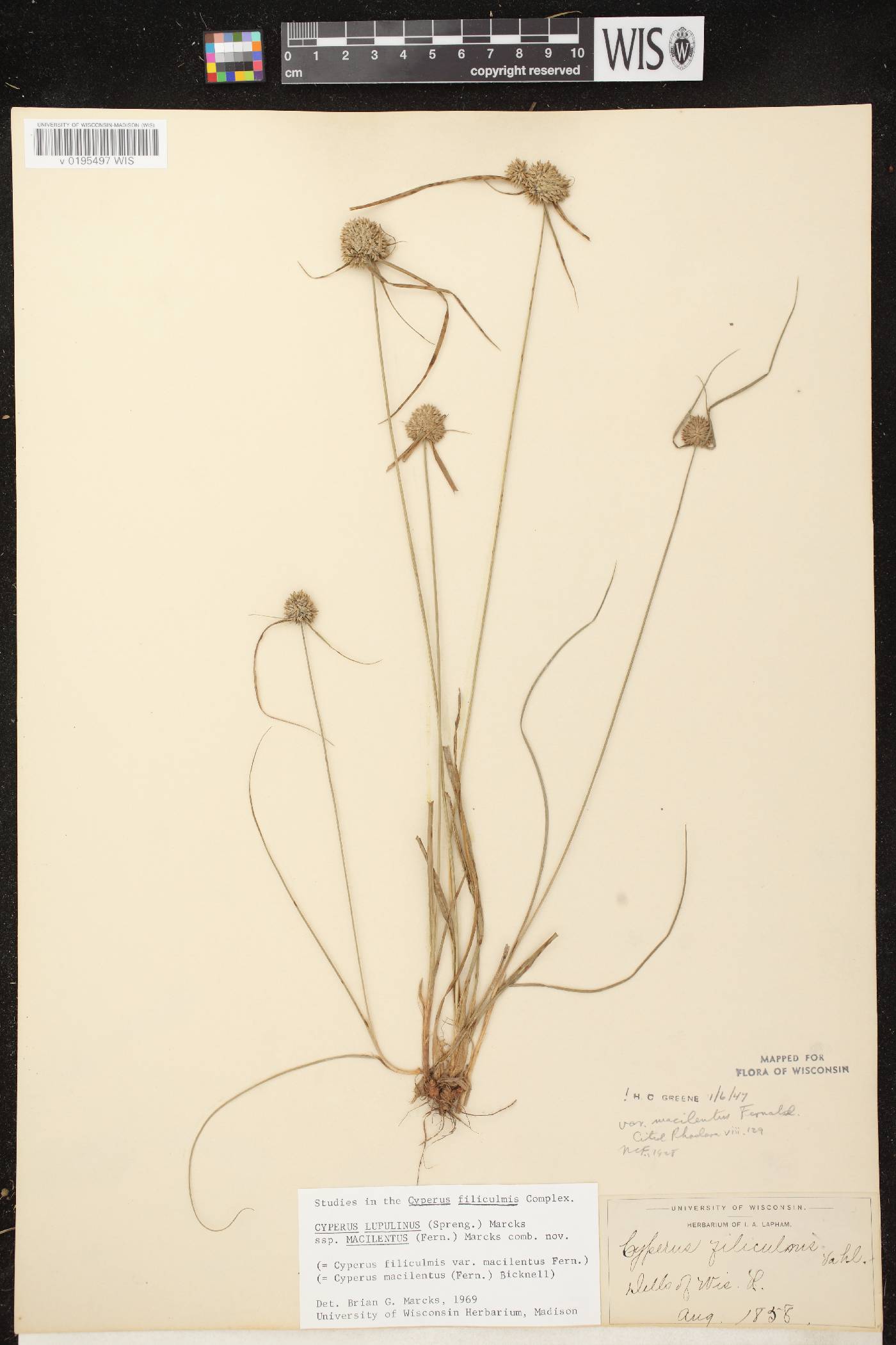 Cyperus lupulinus image