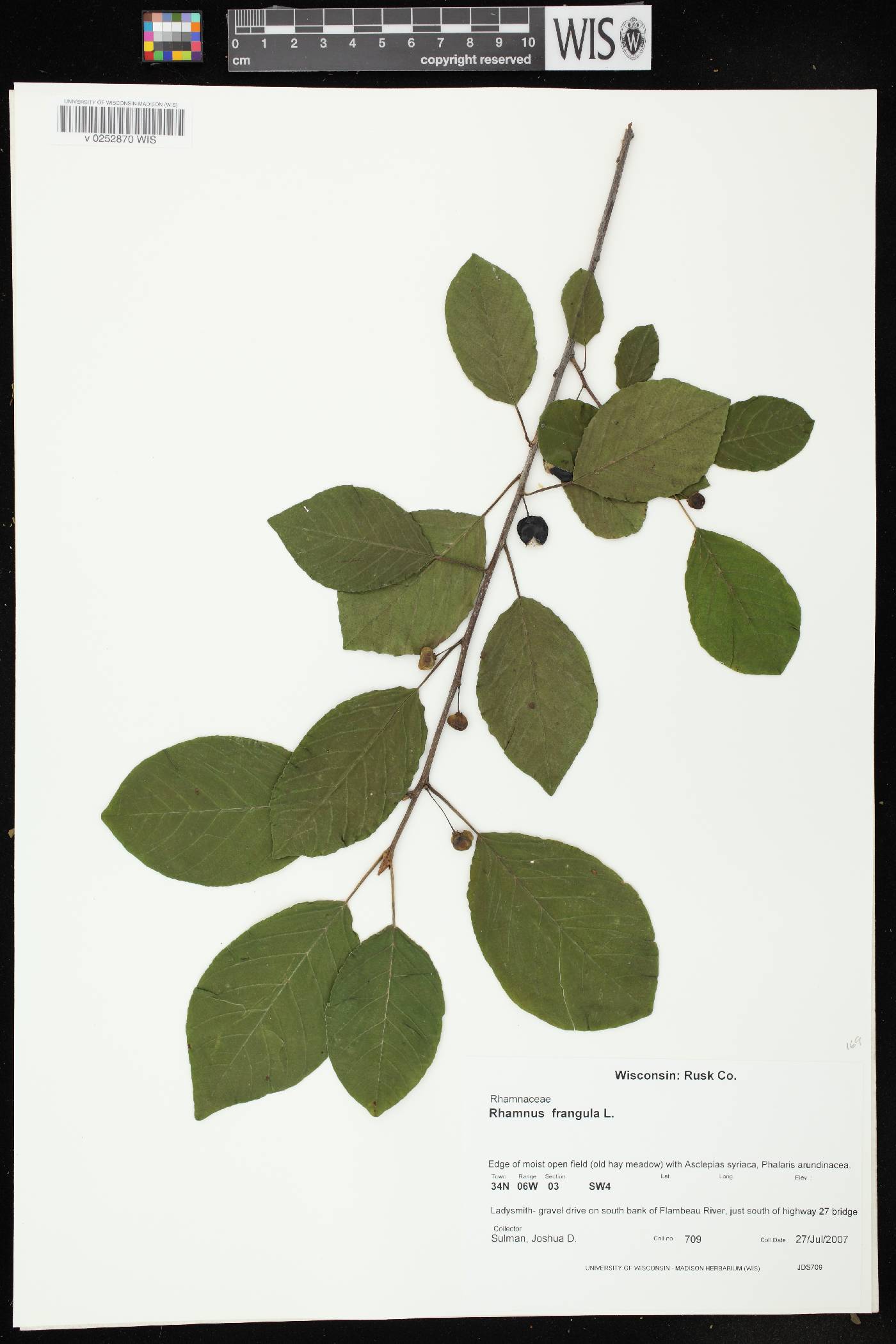Frangula alnus image