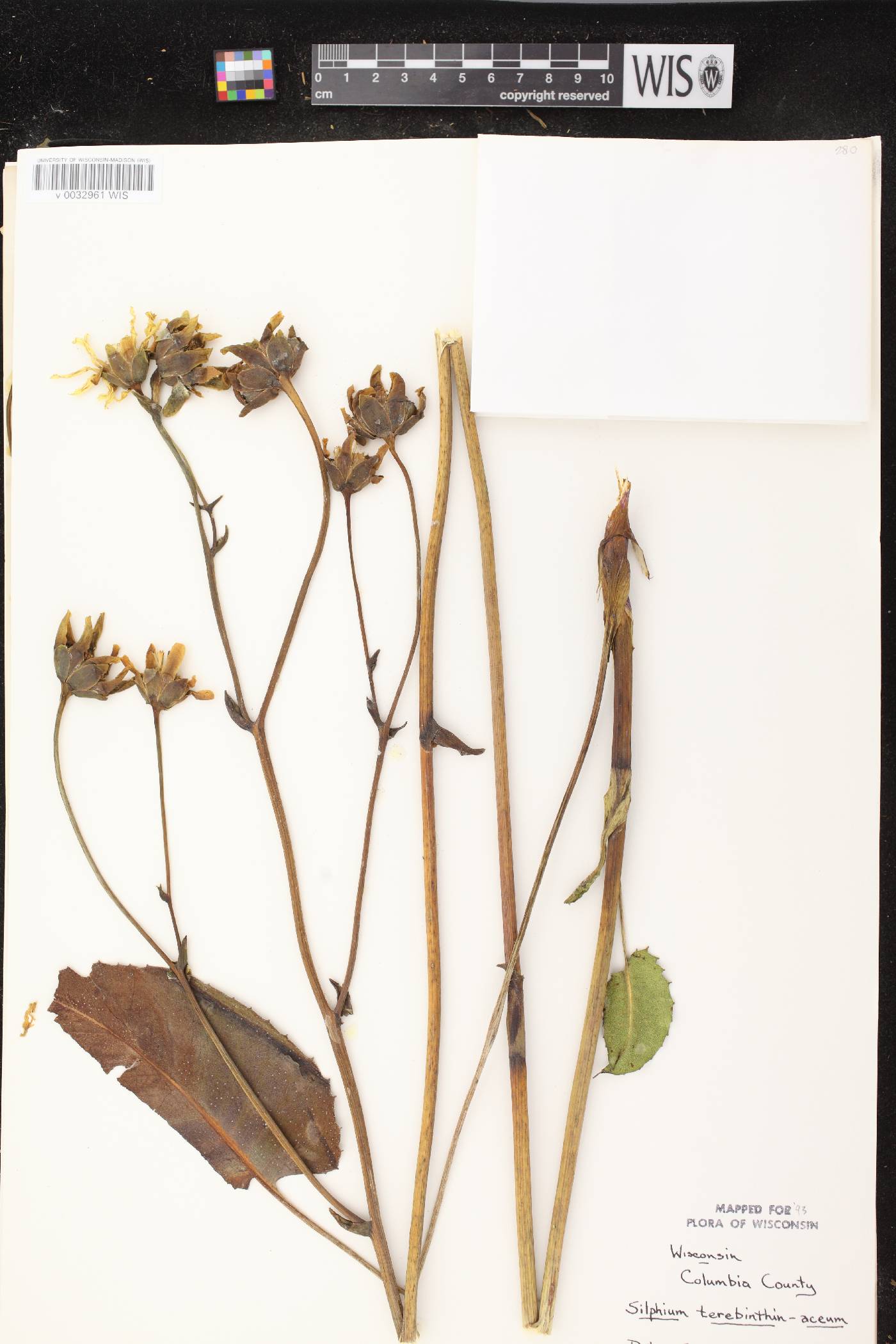 Silphium terebinthinaceum var. terebinthinaceum image