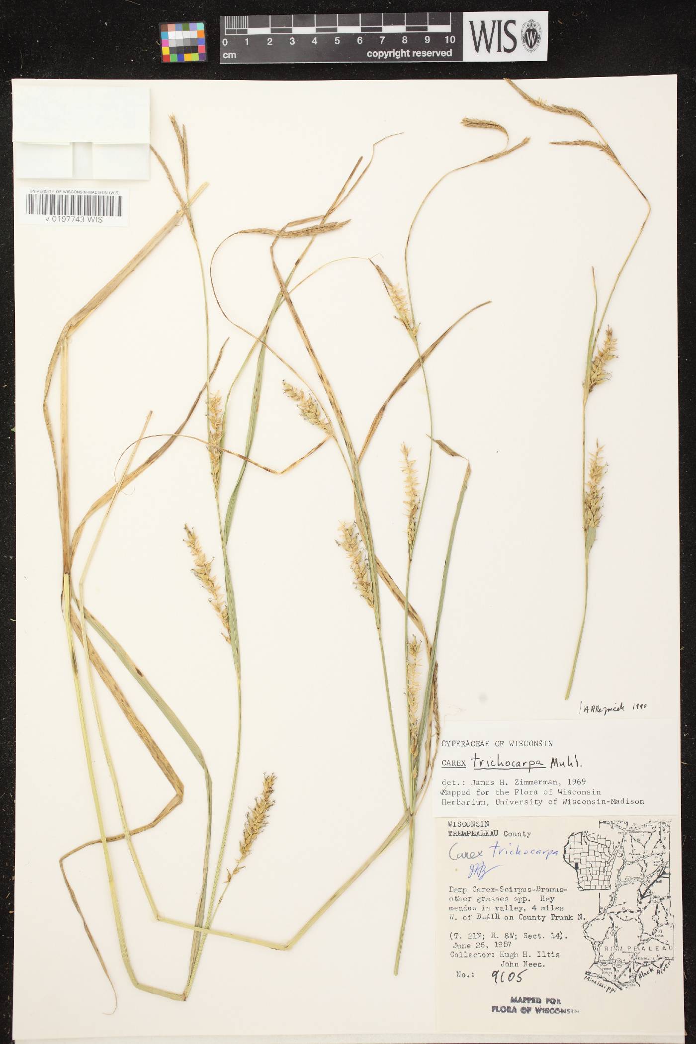 Carex trichocarpa image