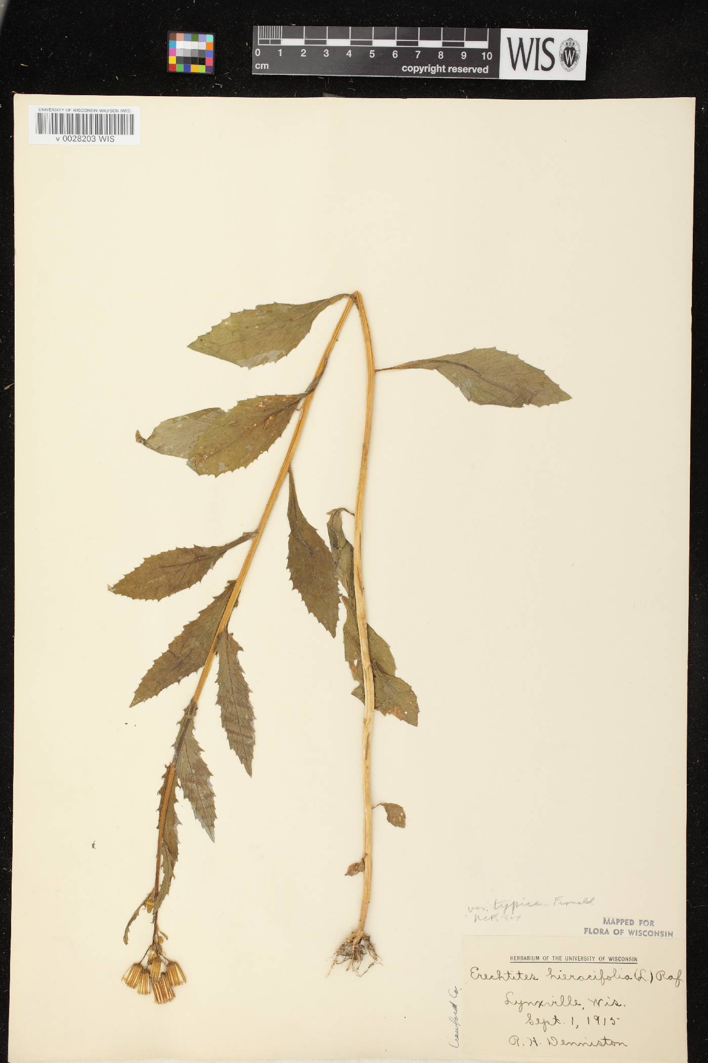 Erechtites hieracifolius image