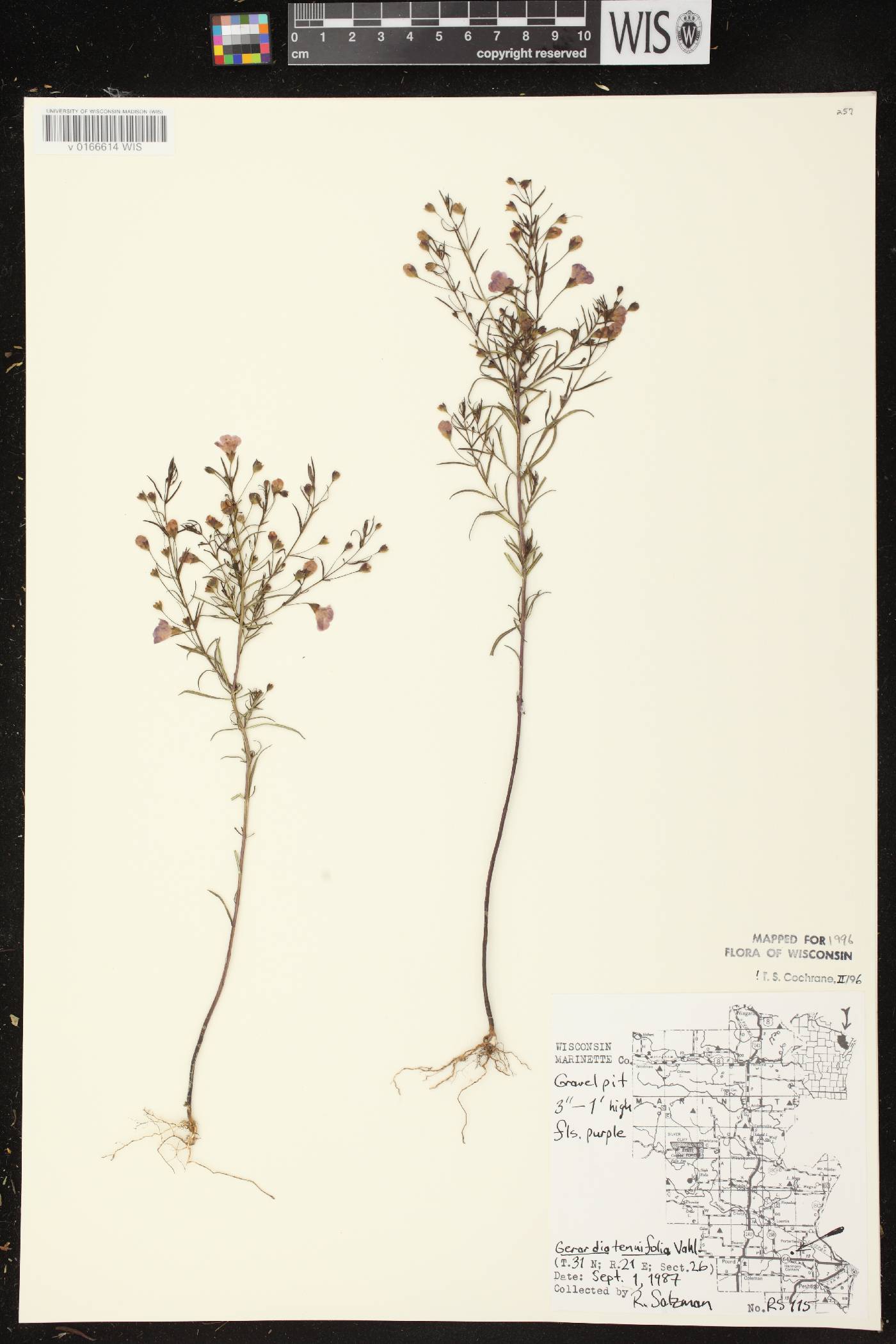 Agalinis tenuifolia image