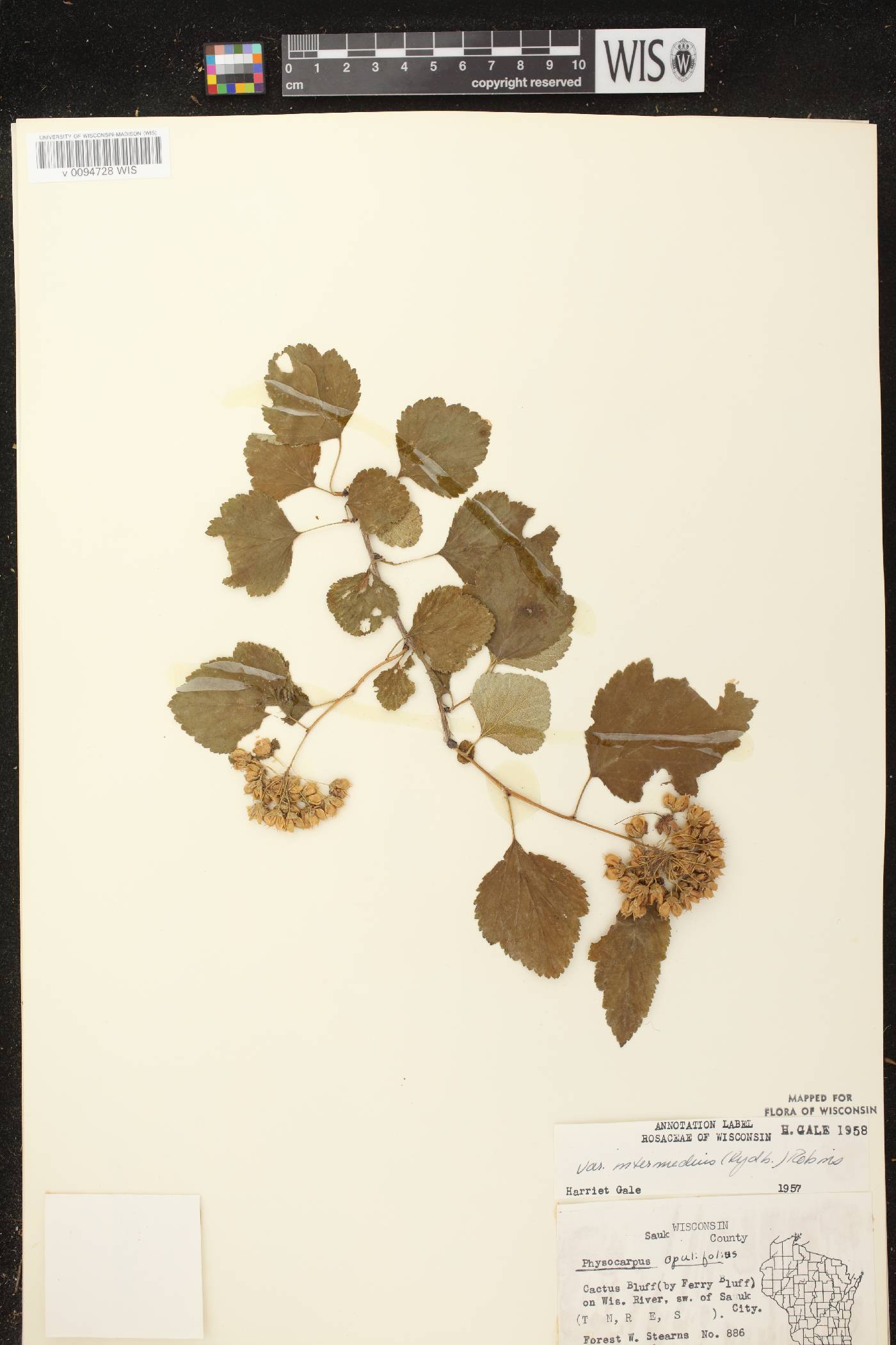 Physocarpus intermedius image
