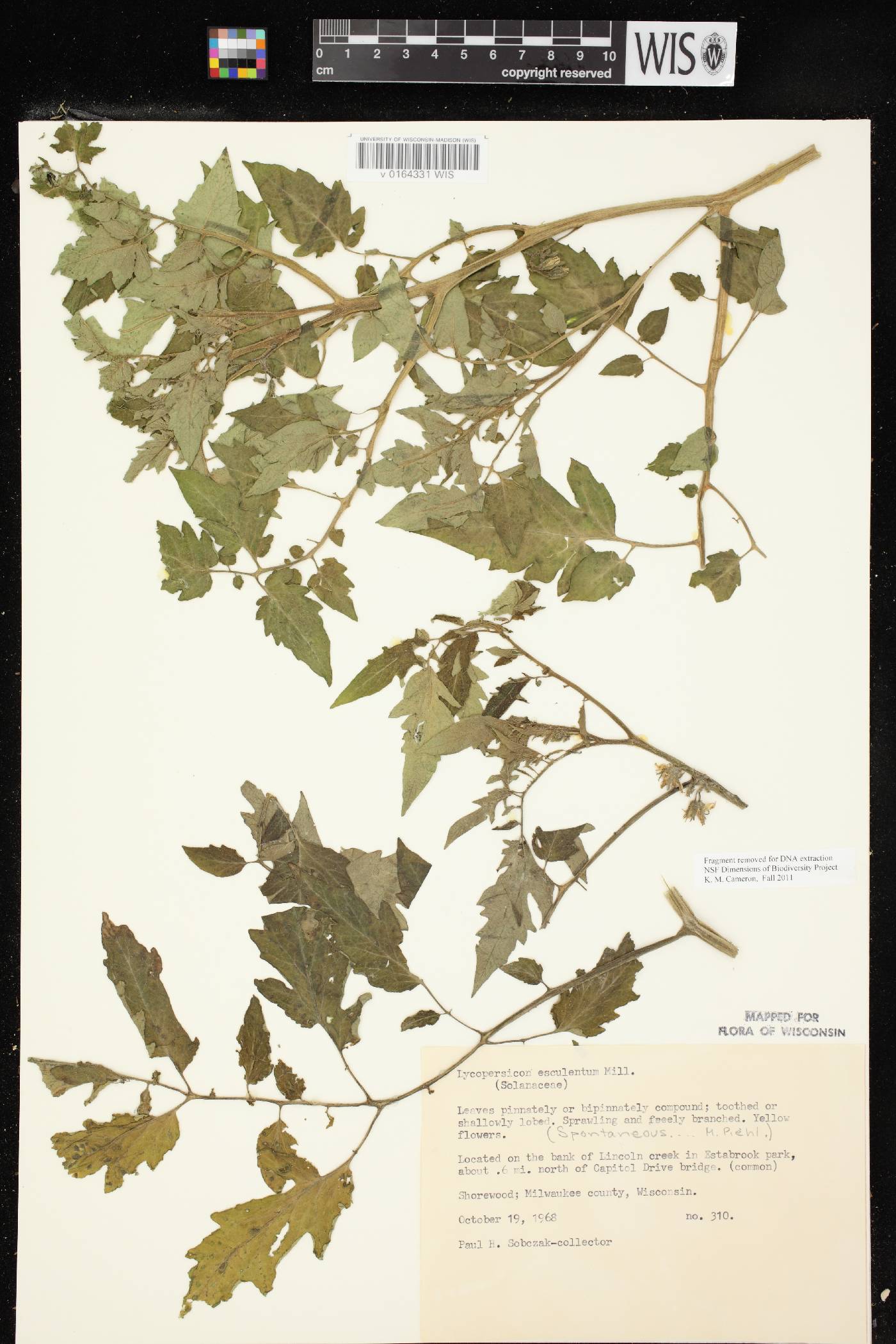 Solanum lycopersicum image