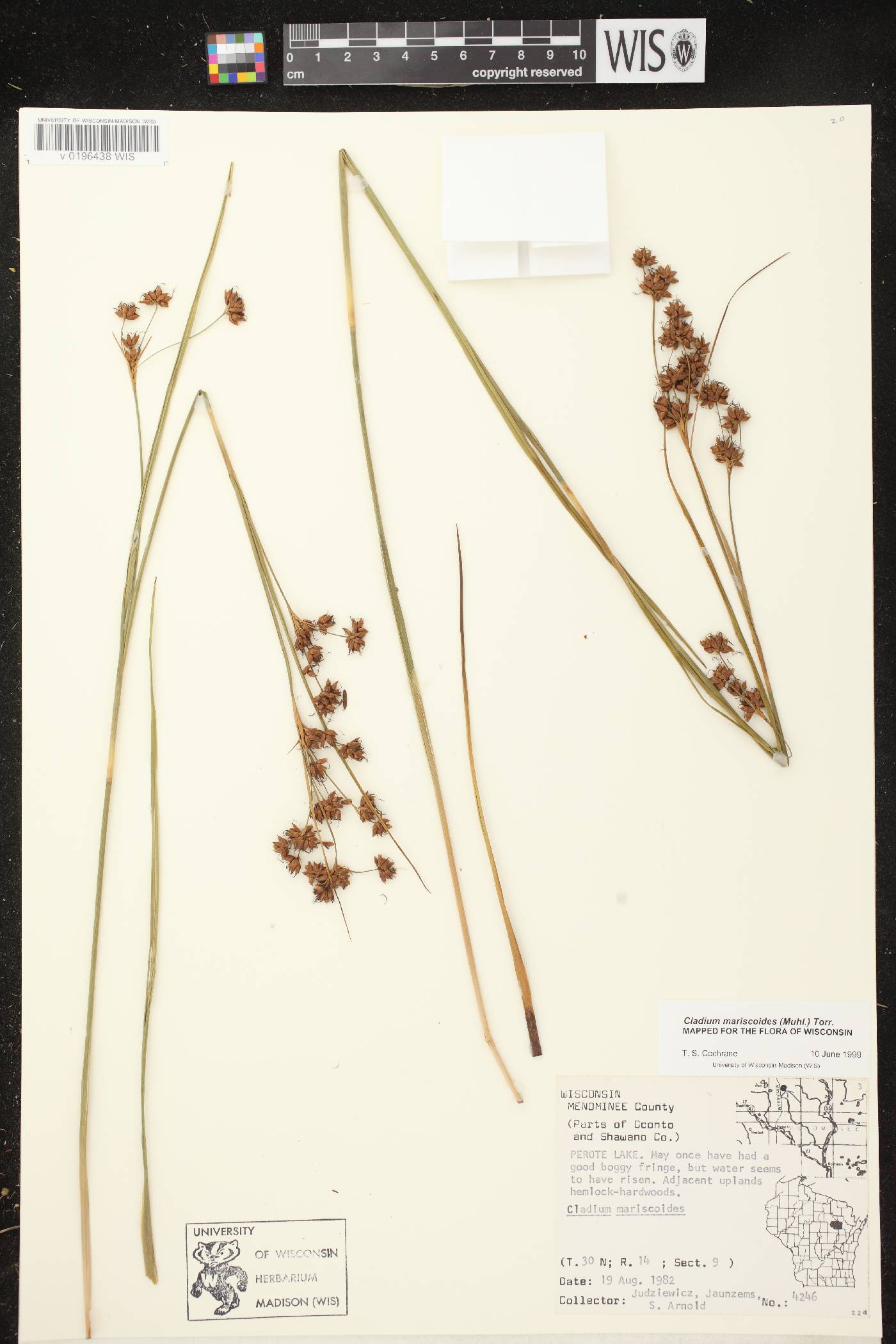 Cladium mariscoides image