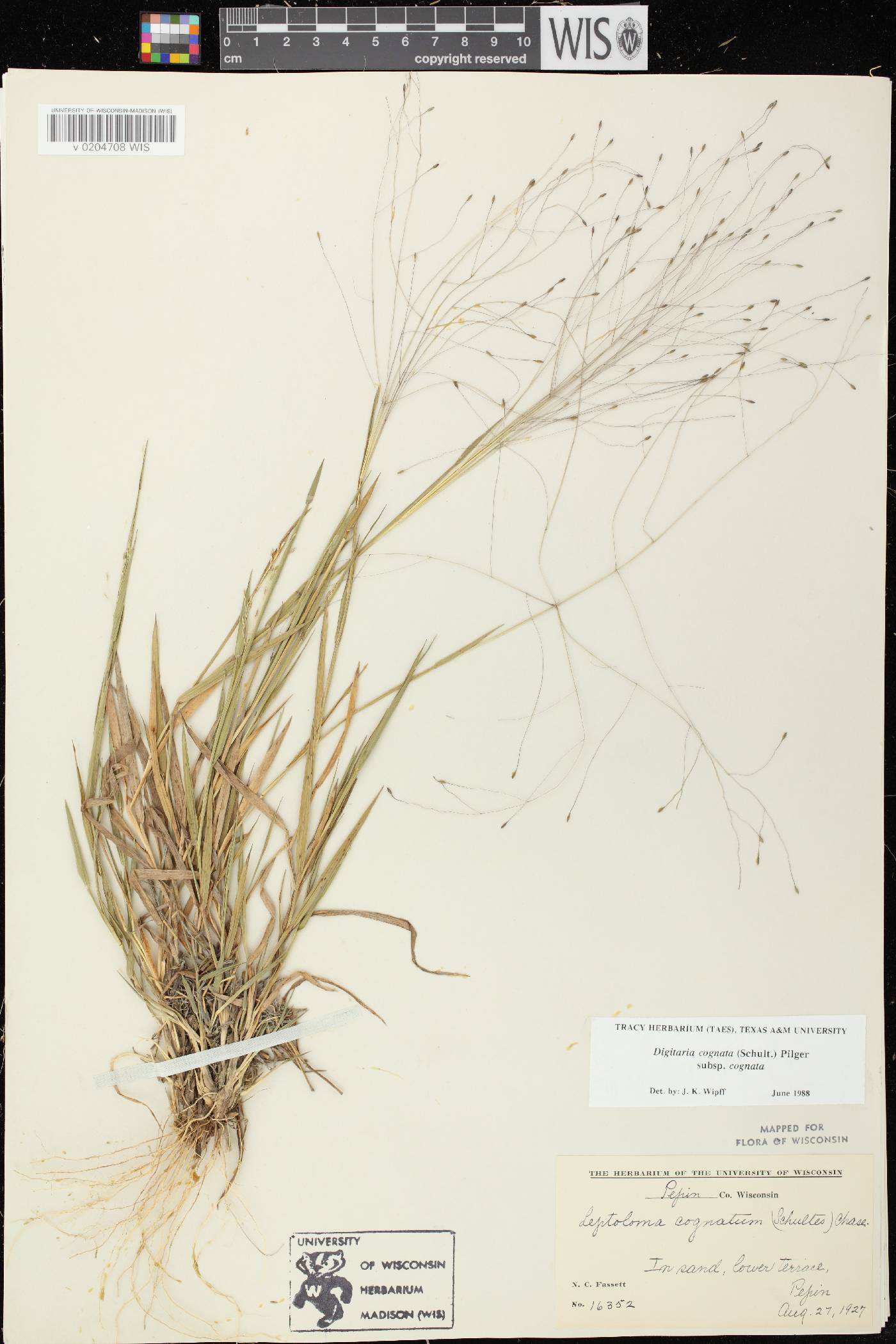 Digitaria cognata image