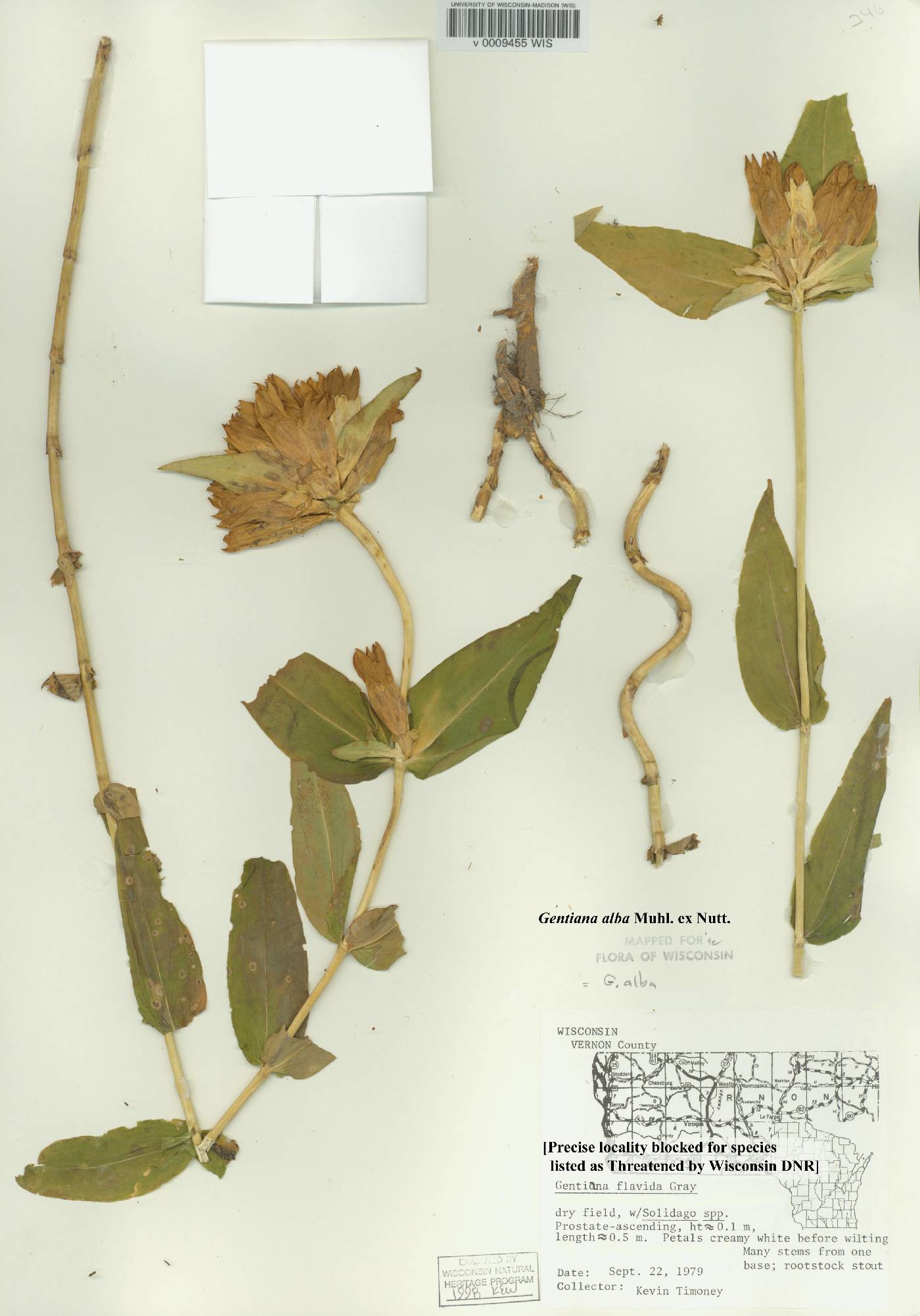 Gentiana alba image