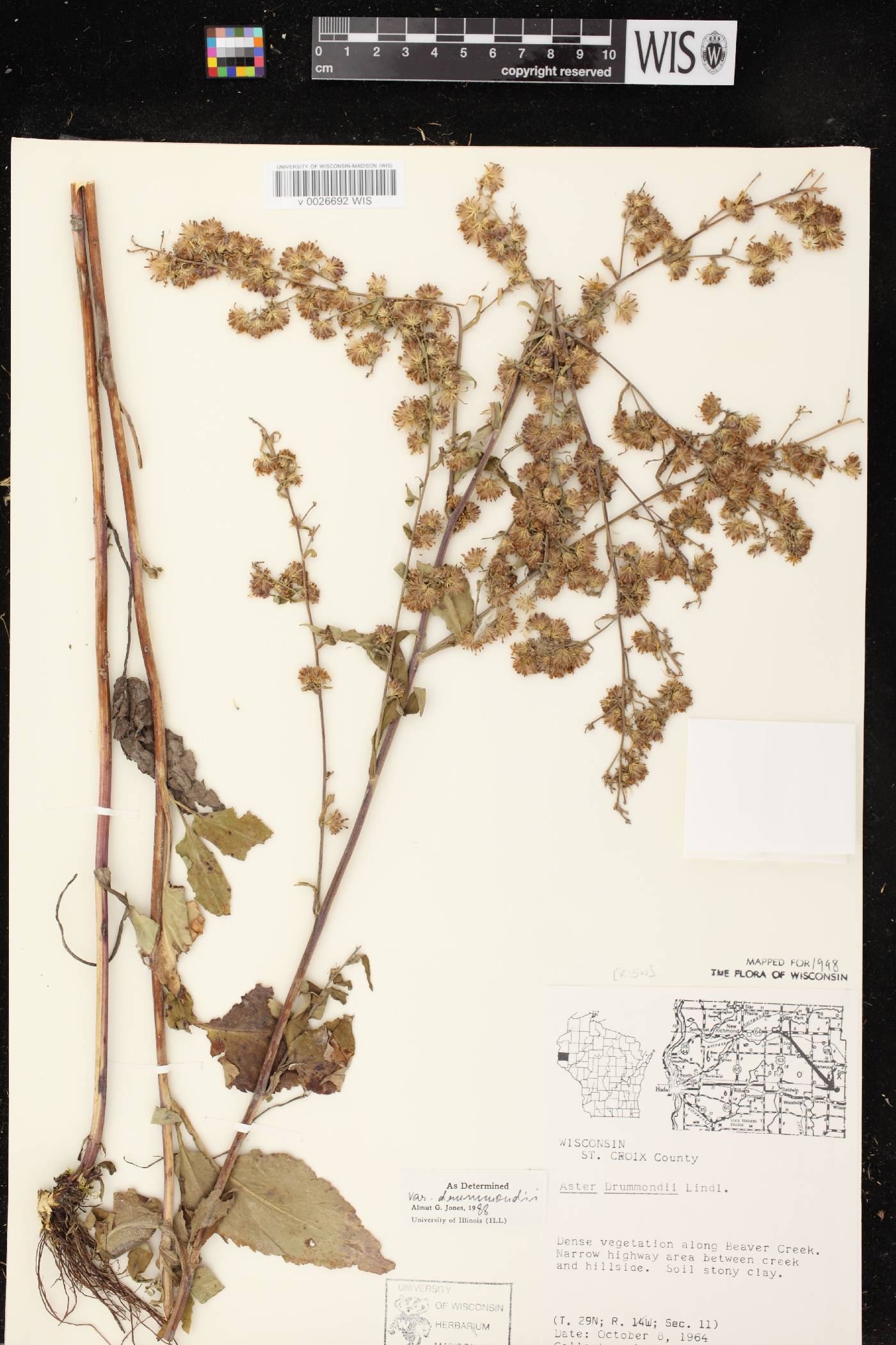 Symphyotrichum drummondii var. drummondii image