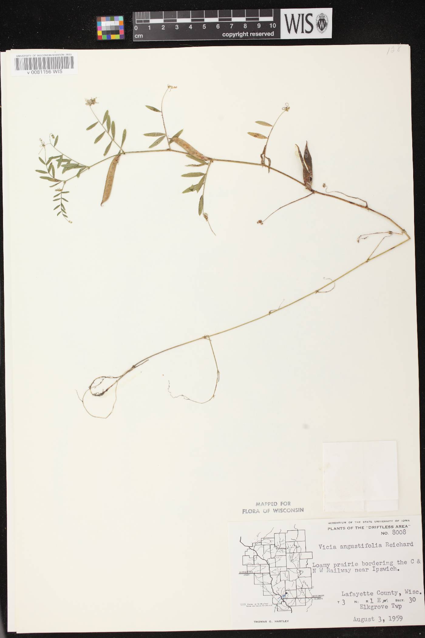 Vicia sativa subsp. nigra image