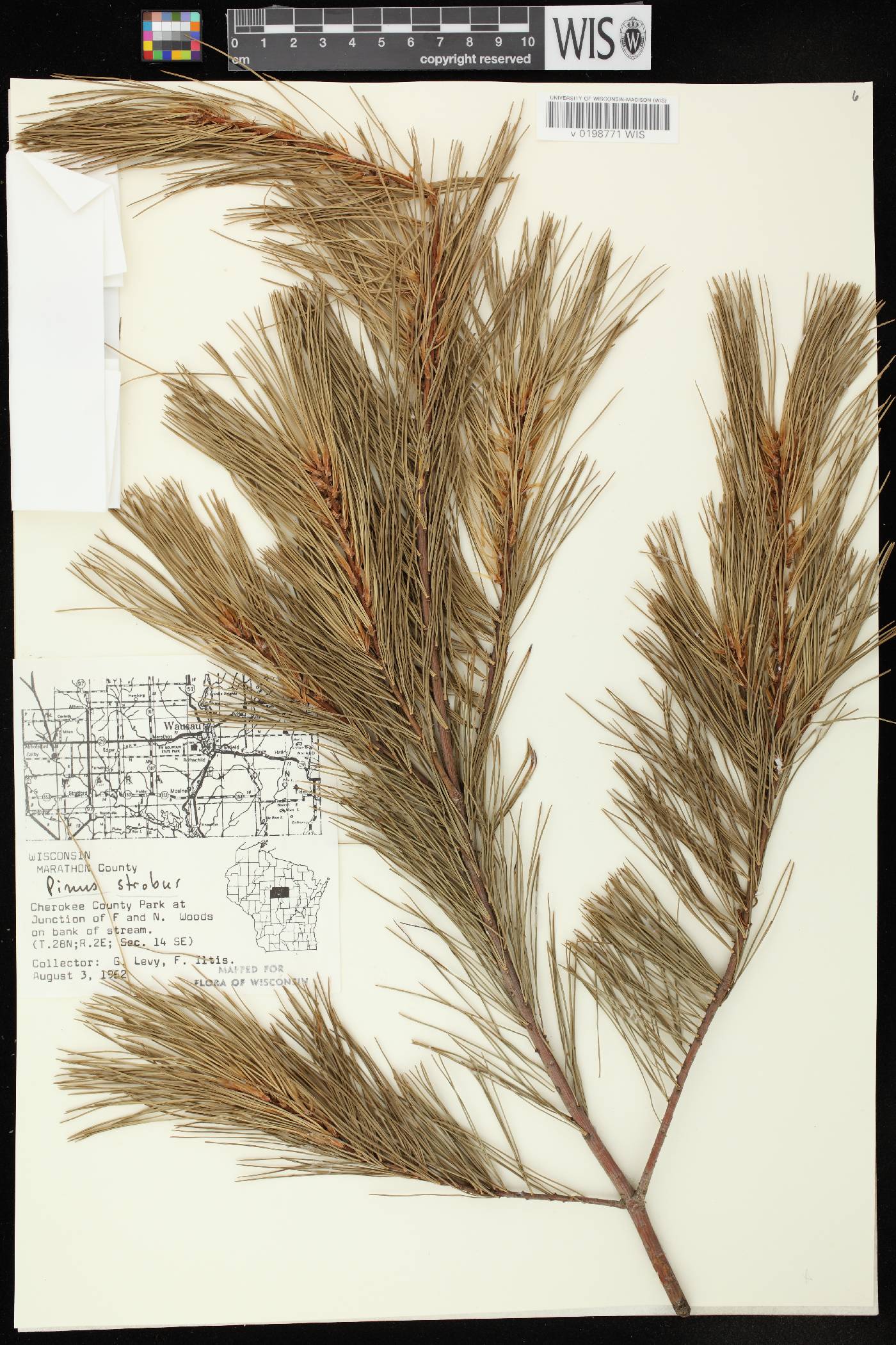 Pinus strobus image