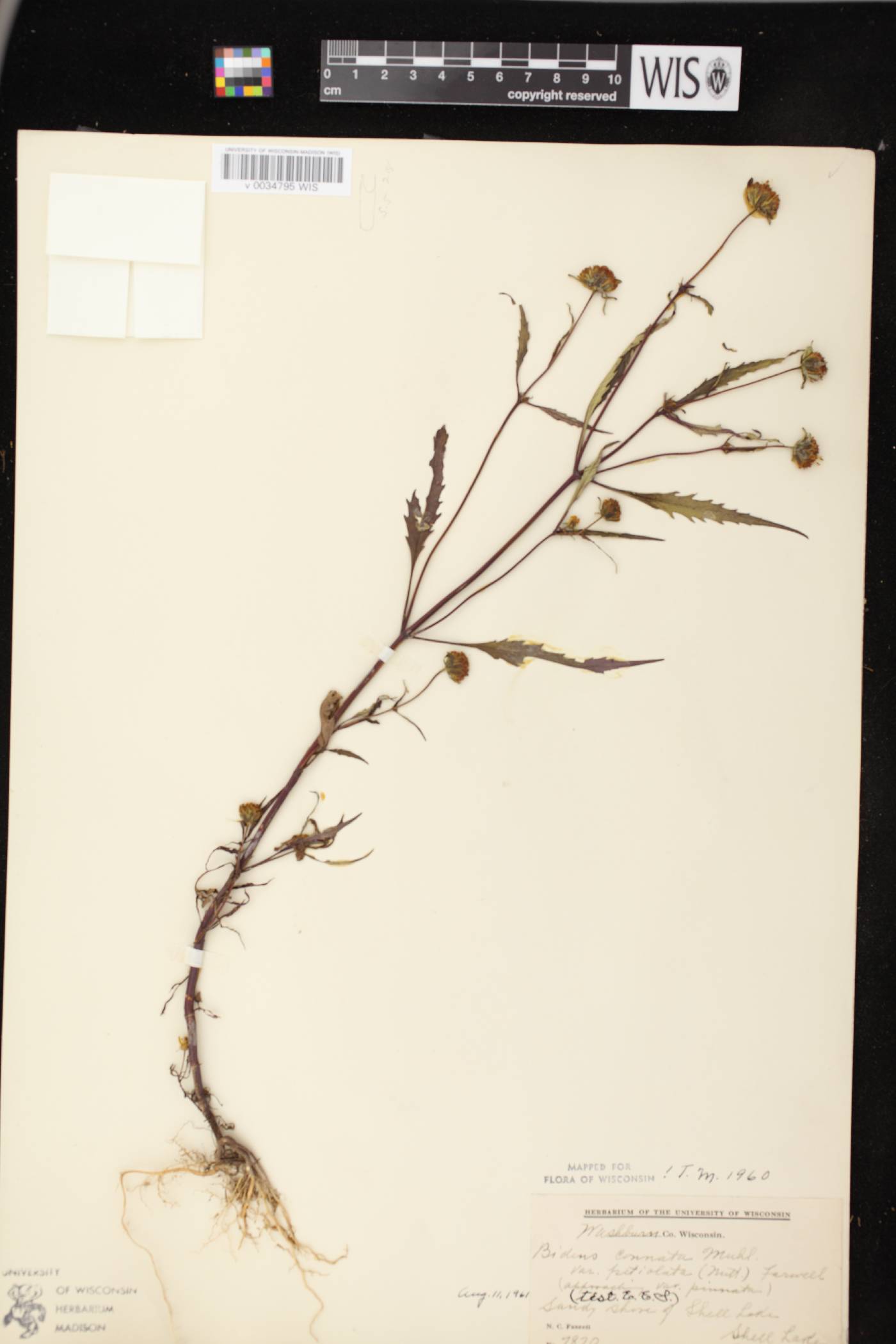 Bidens connata image