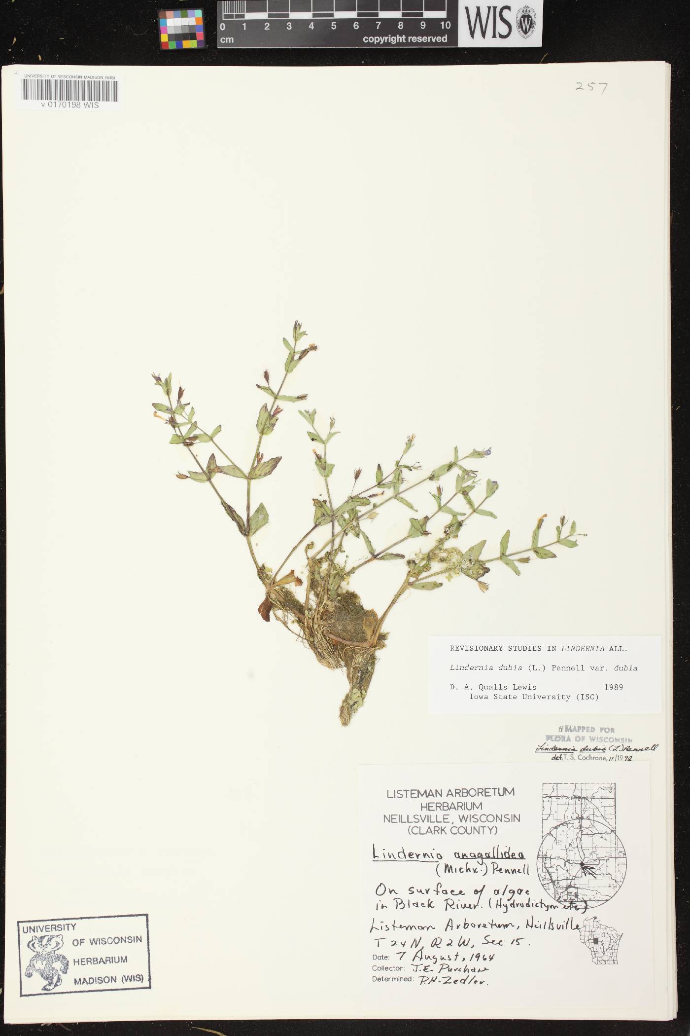 Lindernia dubia image