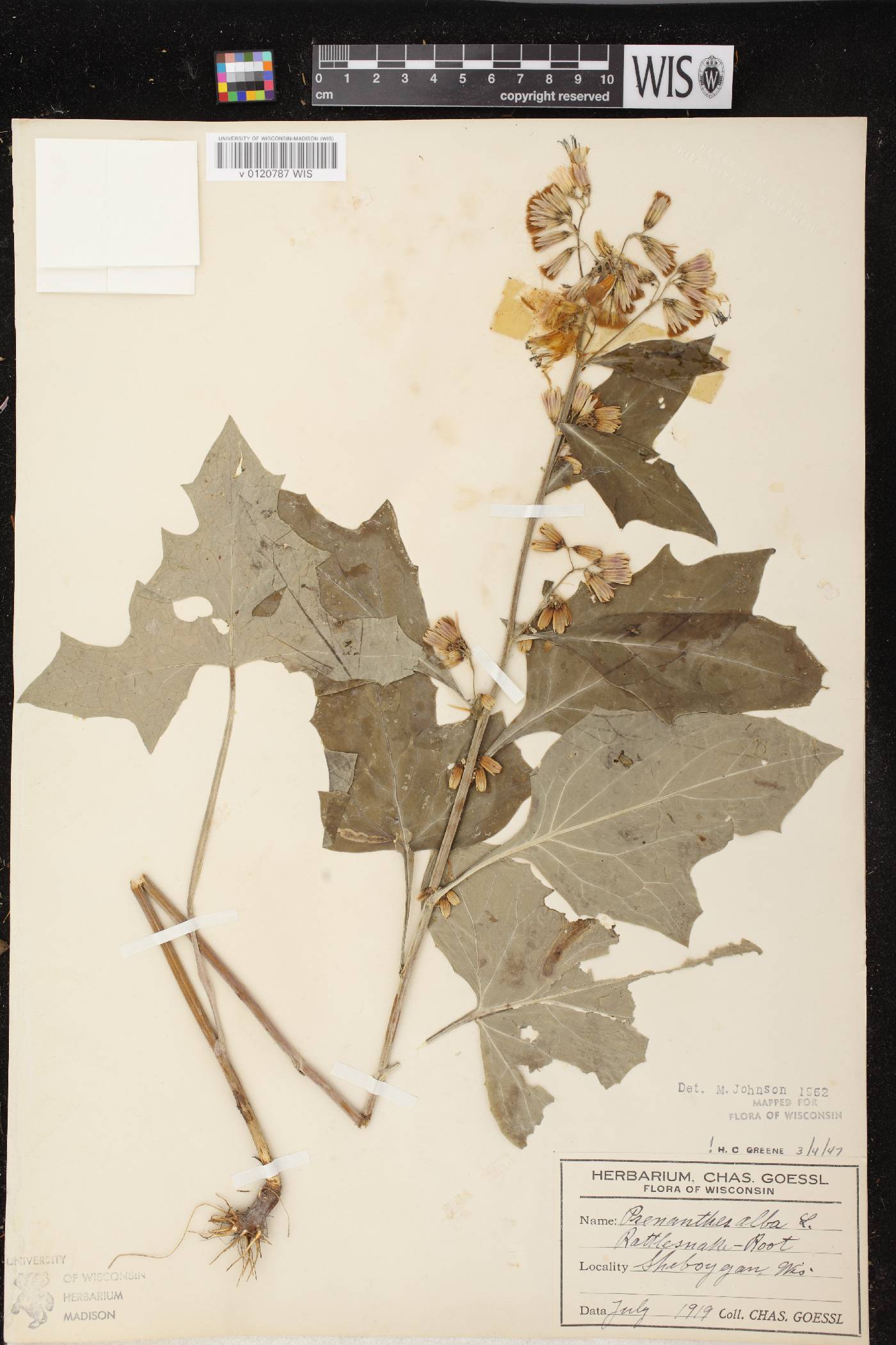 Prenanthes alba image