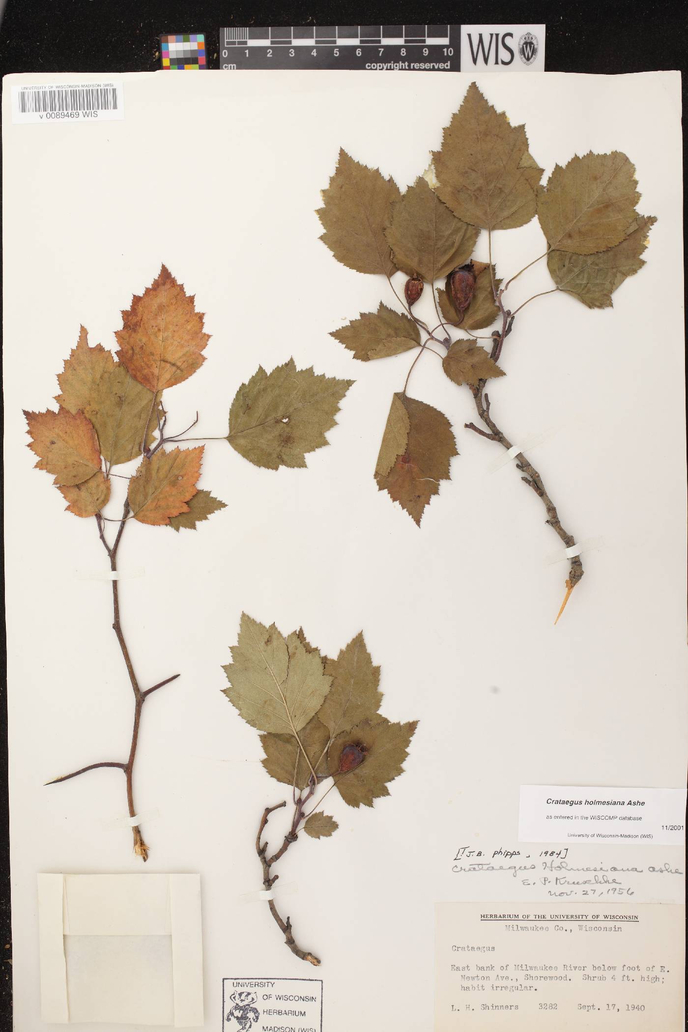 Crataegus holmesiana image