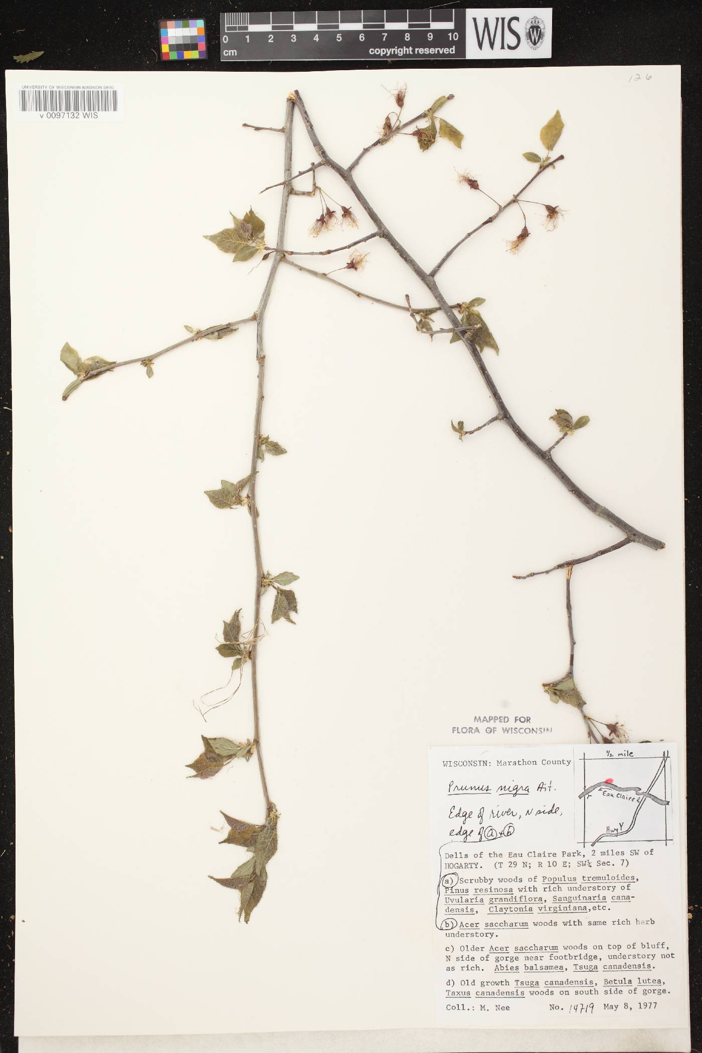 Prunus nigra image
