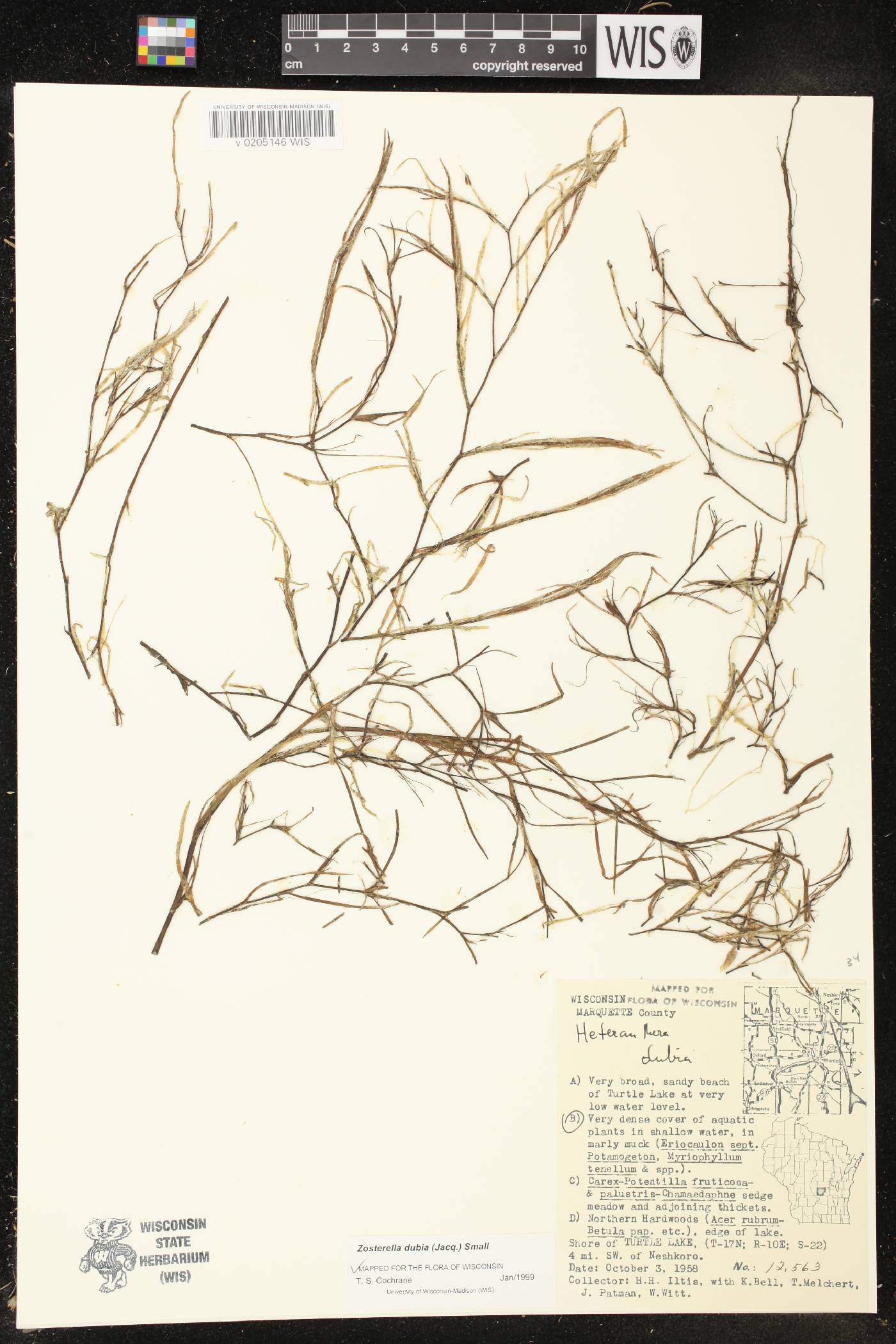 Heteranthera dubia image