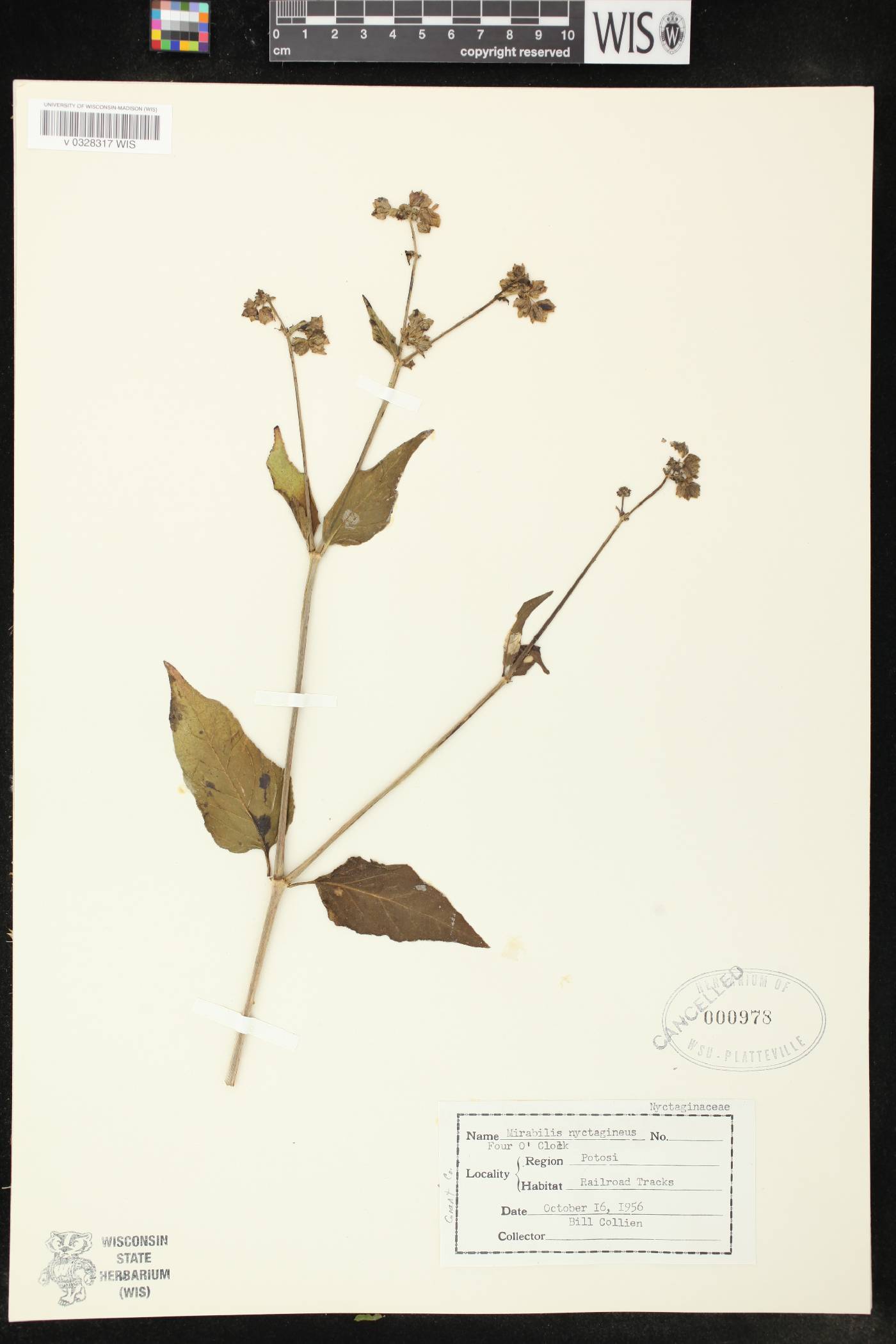 Mirabilis nyctaginea image