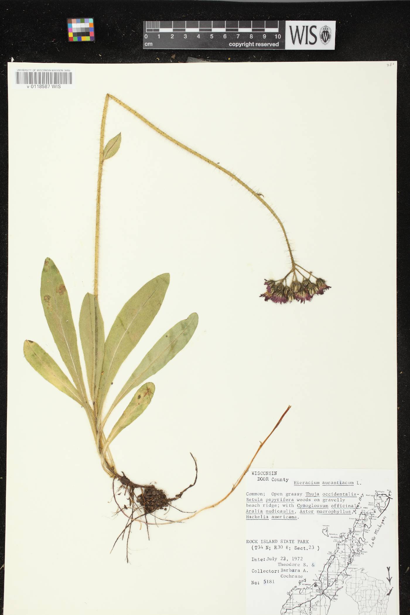 Hieracium aurantiacum image