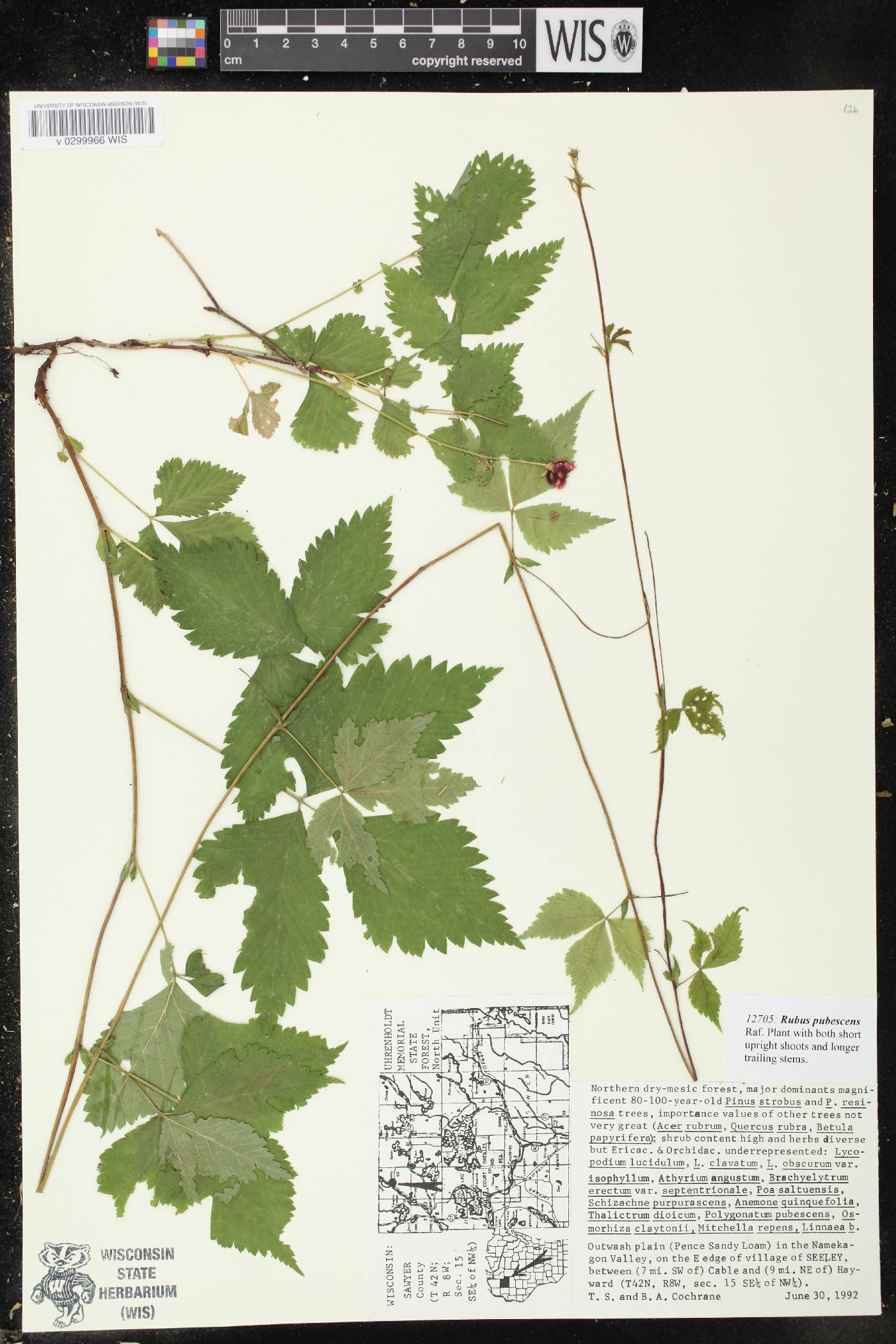 Rubus pubescens image