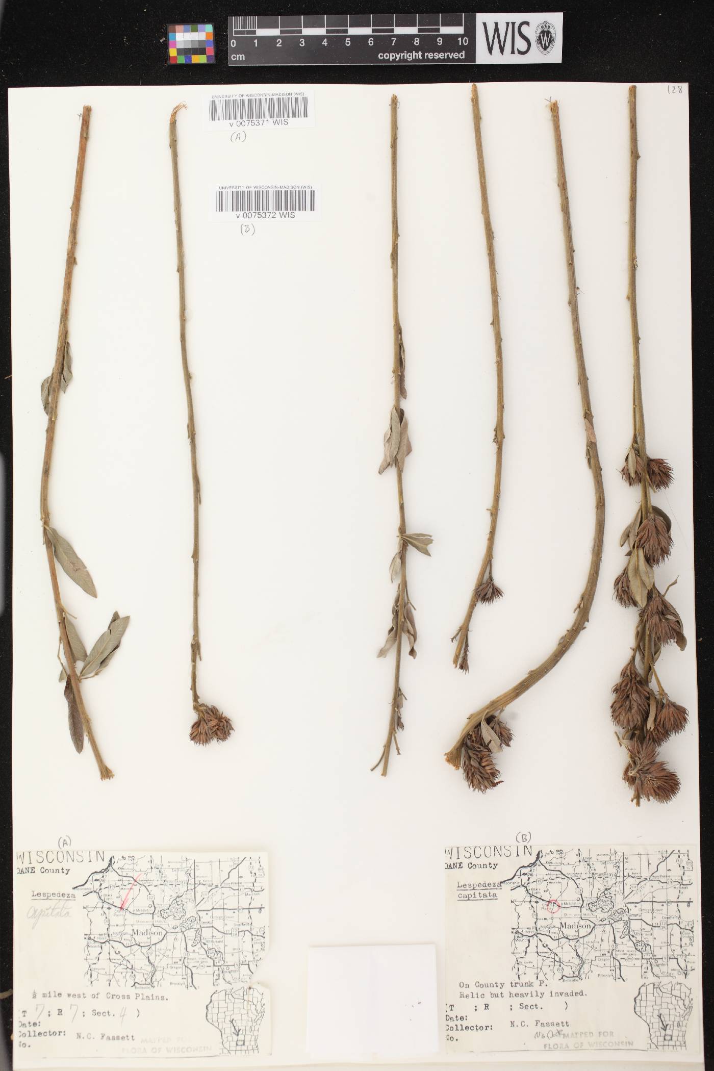 Lespedeza capitata image