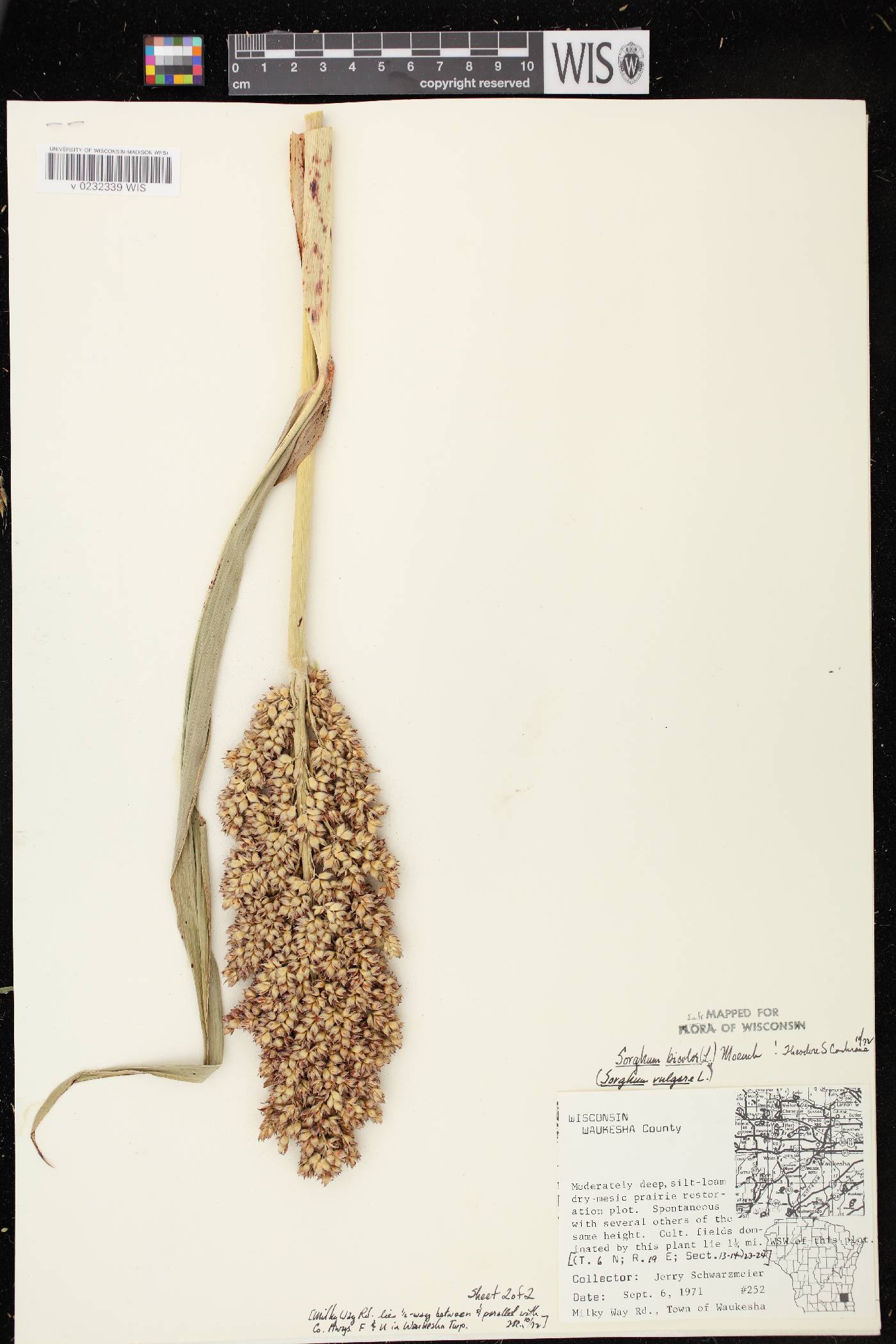 Sorghum bicolor subsp. bicolor image