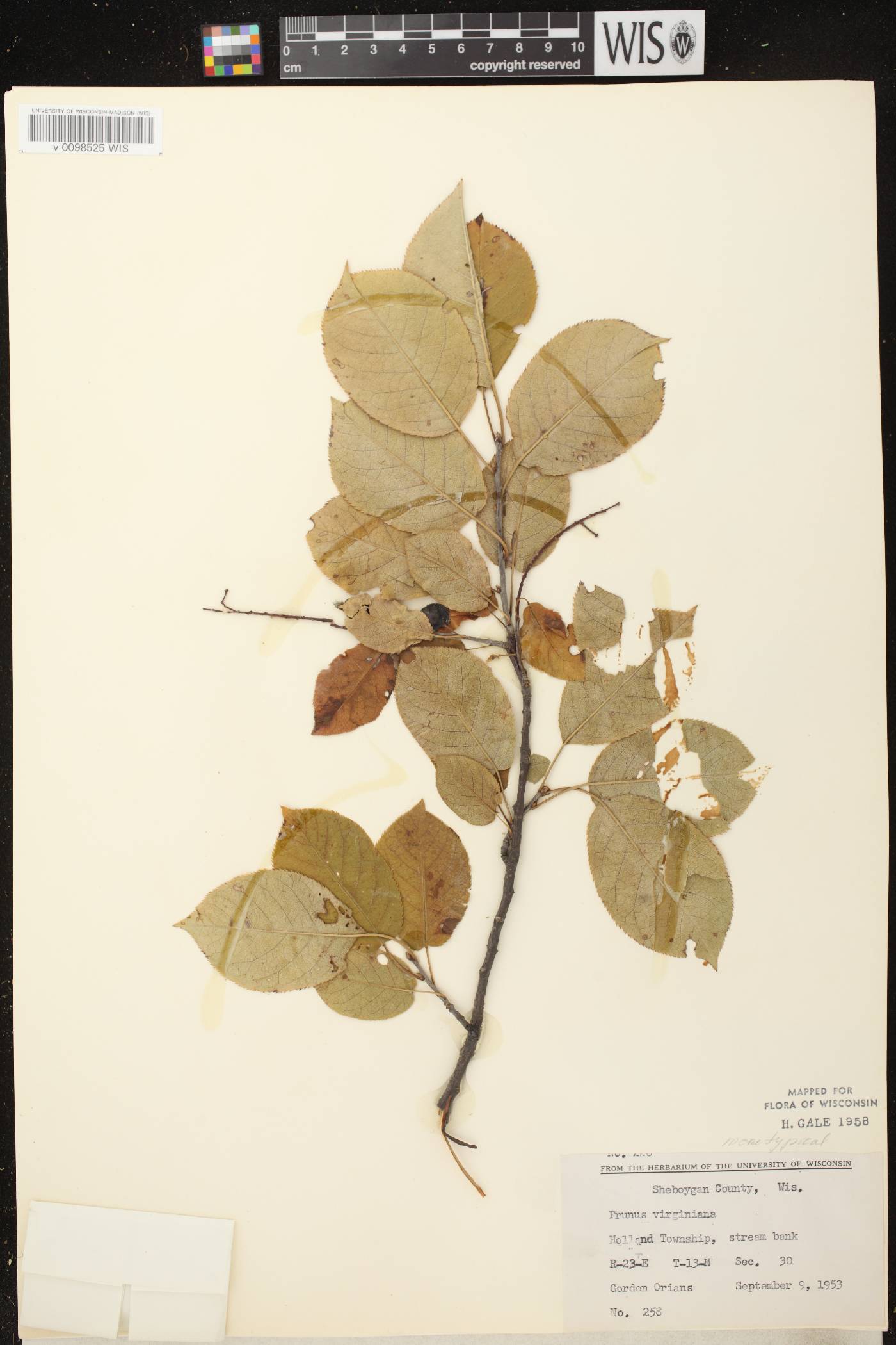 Prunus virginiana image