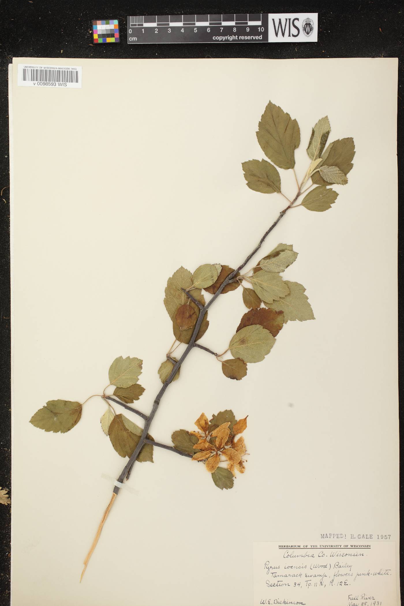 Malus ioensis image
