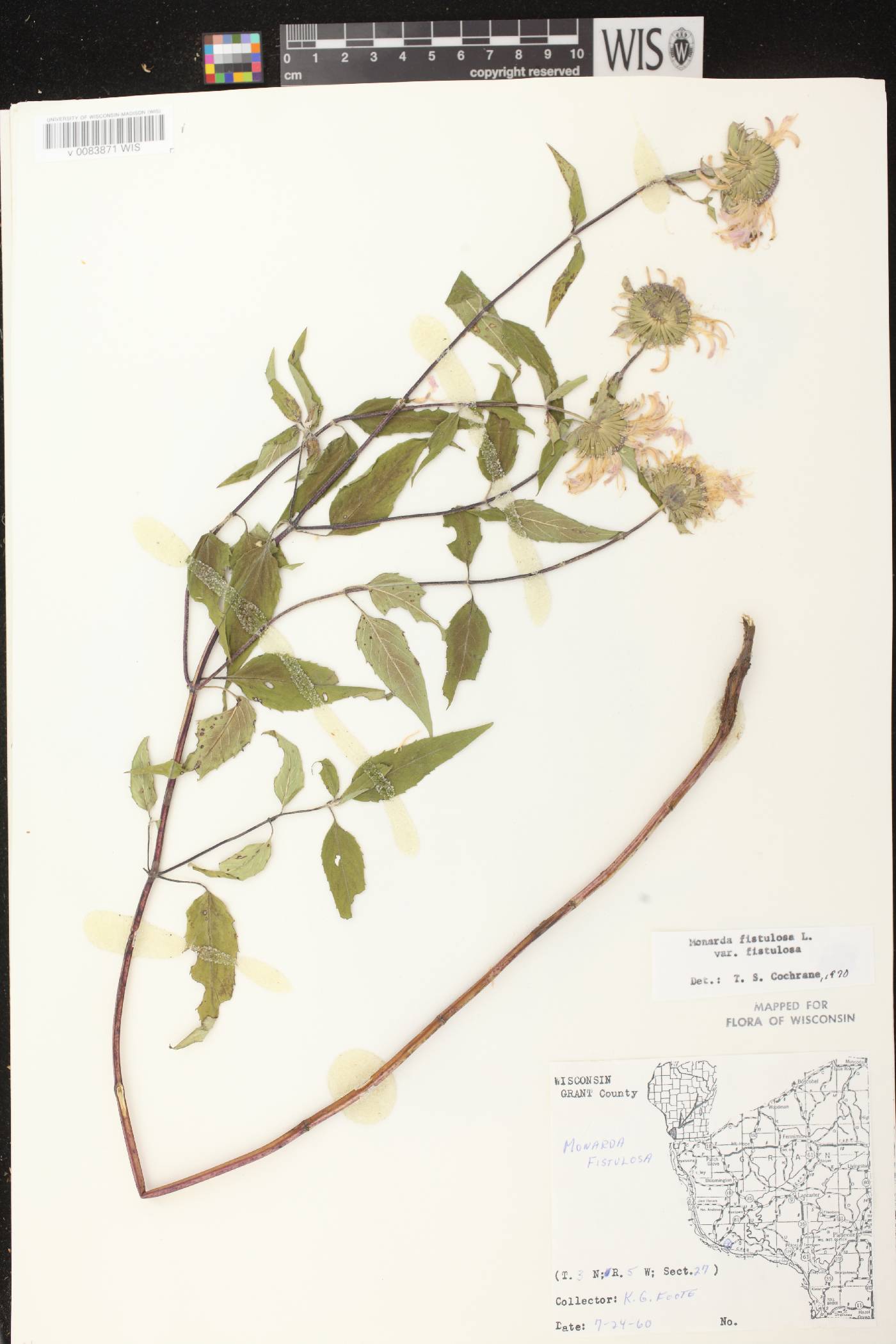 Monarda fistulosa image