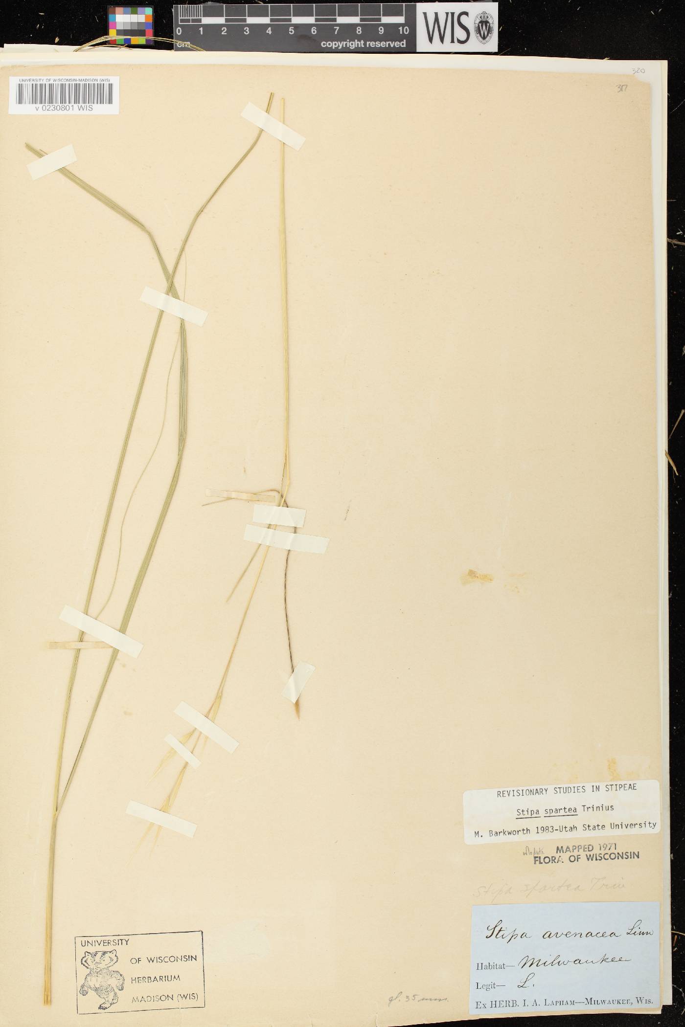 Hesperostipa spartea image
