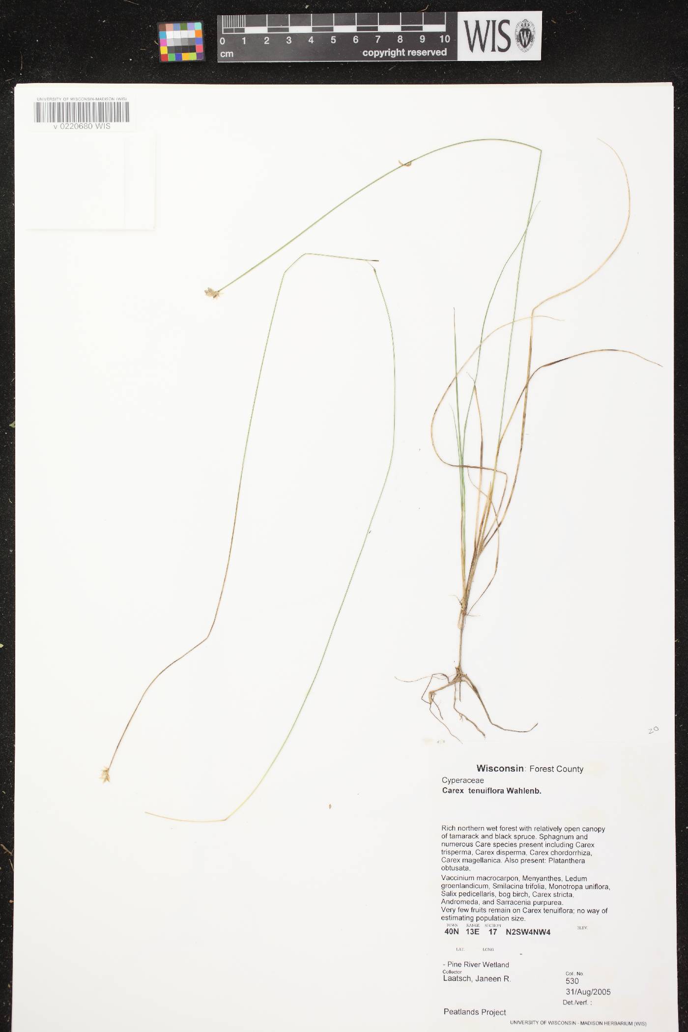 Carex tenuiflora image