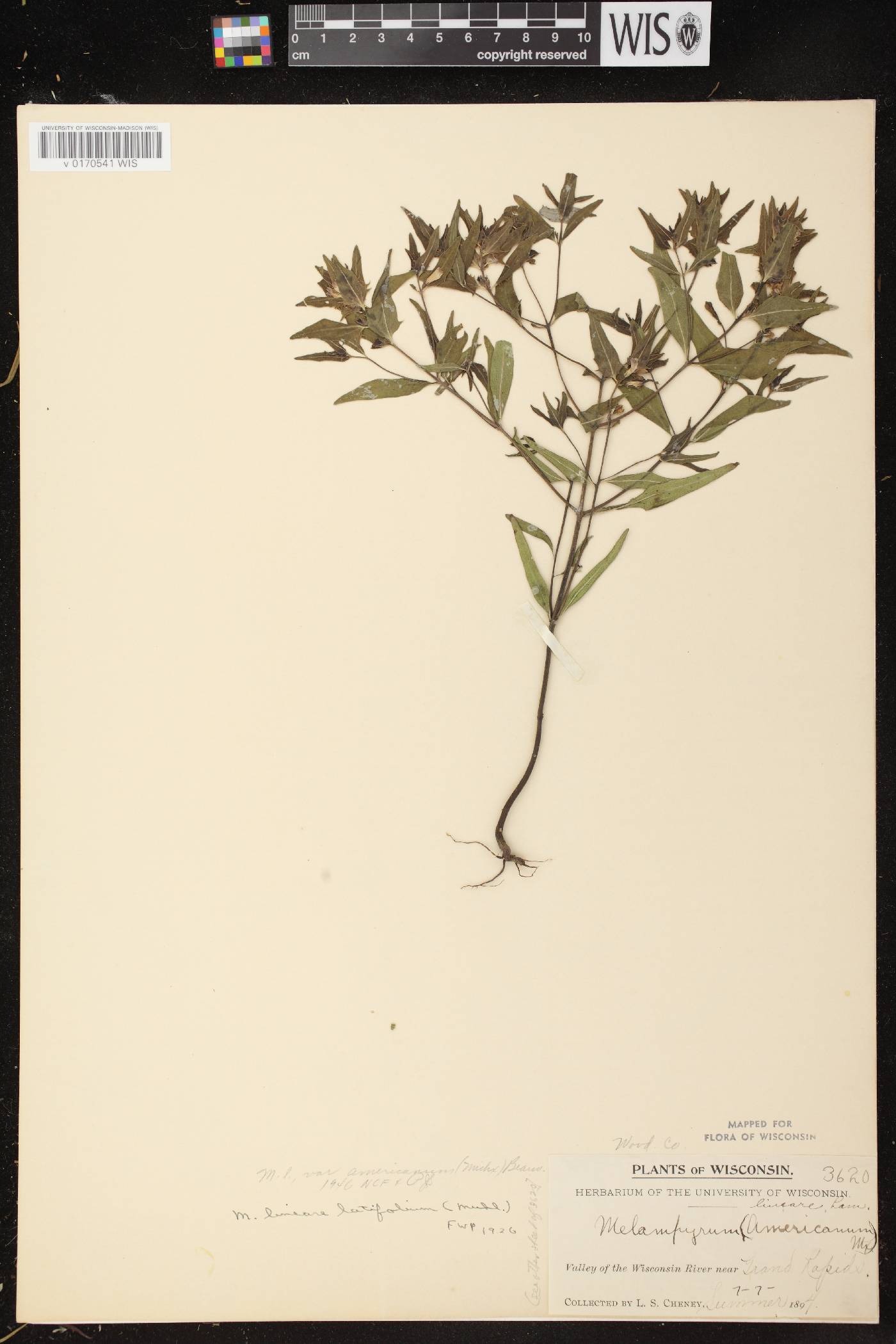 Melampyrum lineare image
