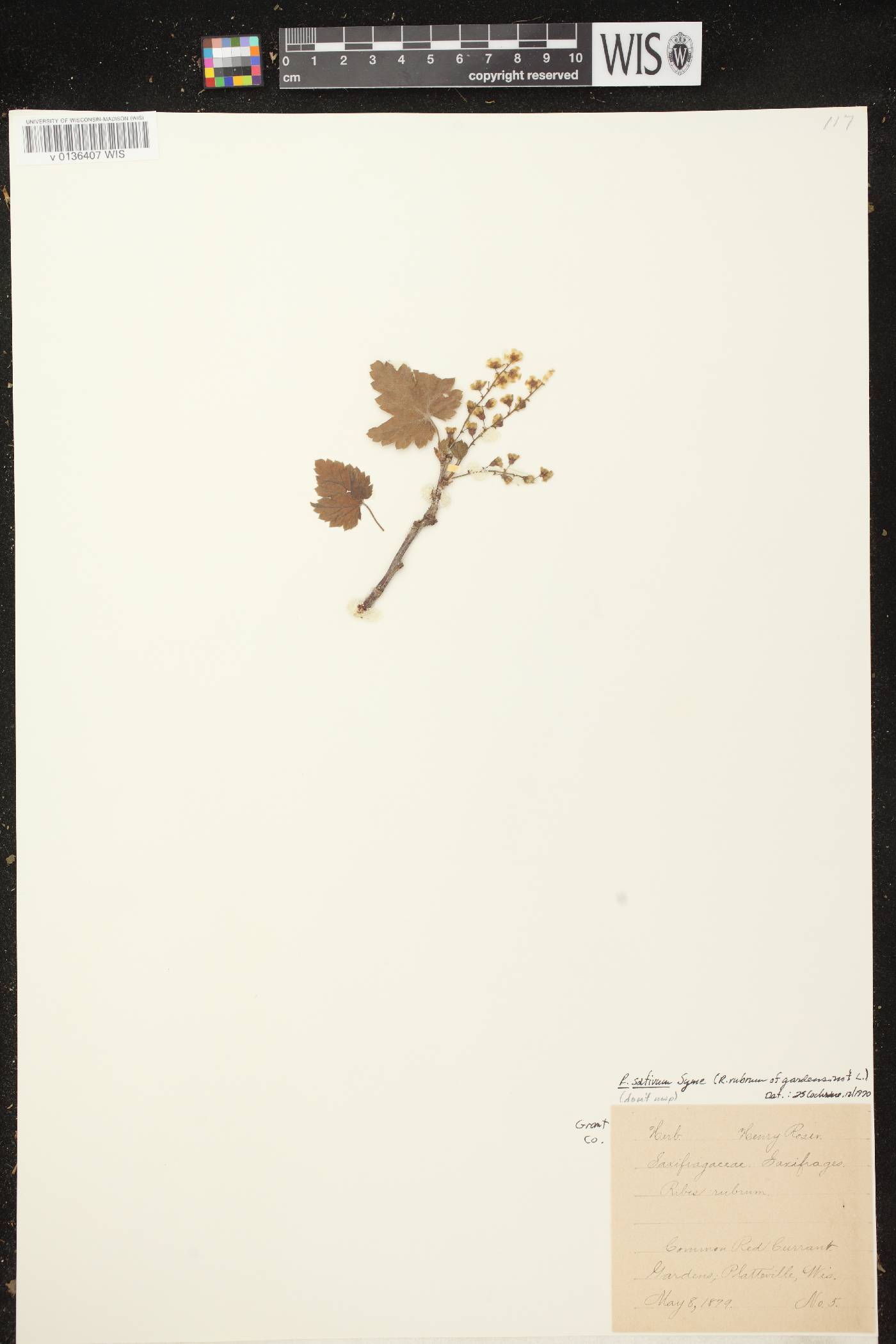Ribes rubrum image