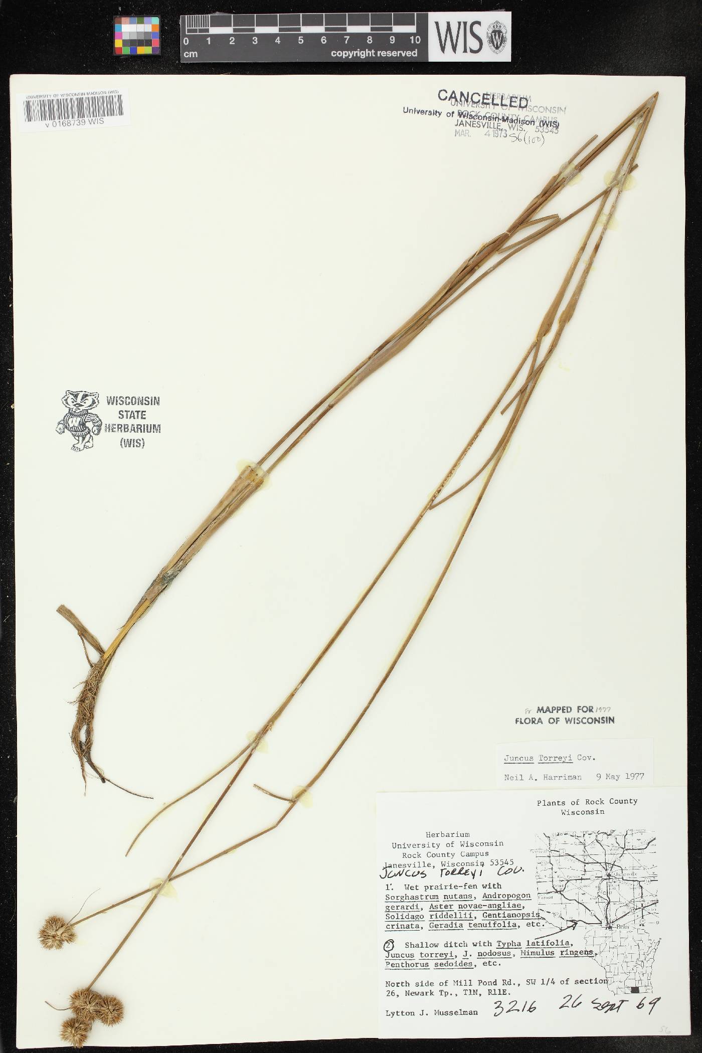 Juncus torreyi image