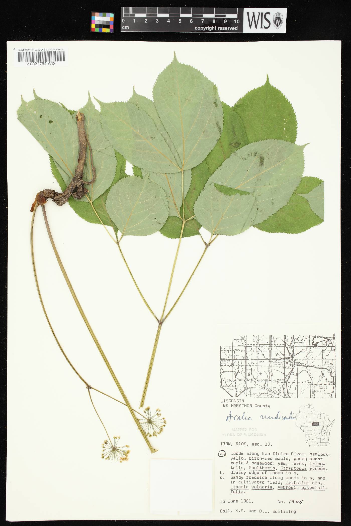 Aralia nudicaulis image